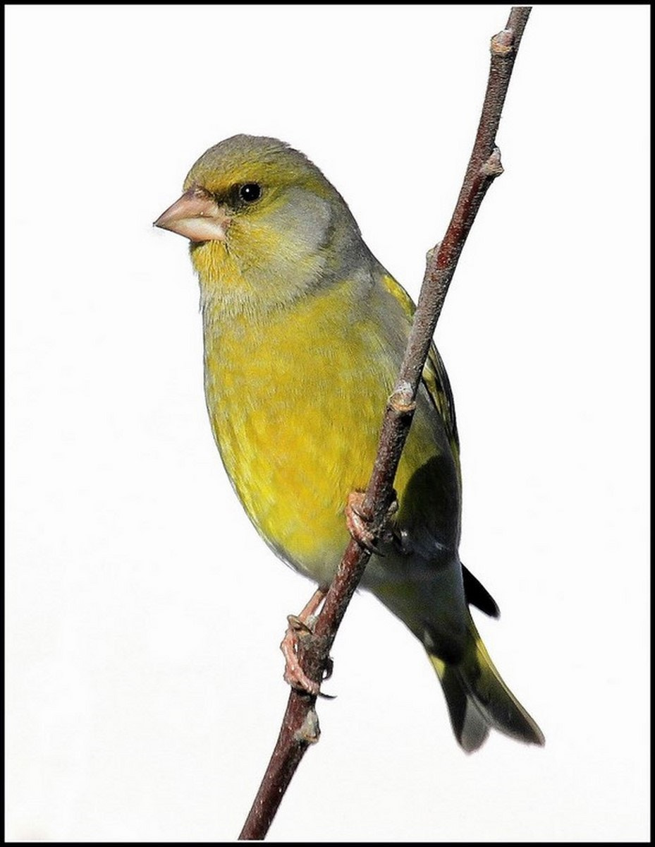 Canon EOS 7D + Canon EF 100-400mm F4.5-5.6L IS USM sample photo. Carduelis chloris photography
