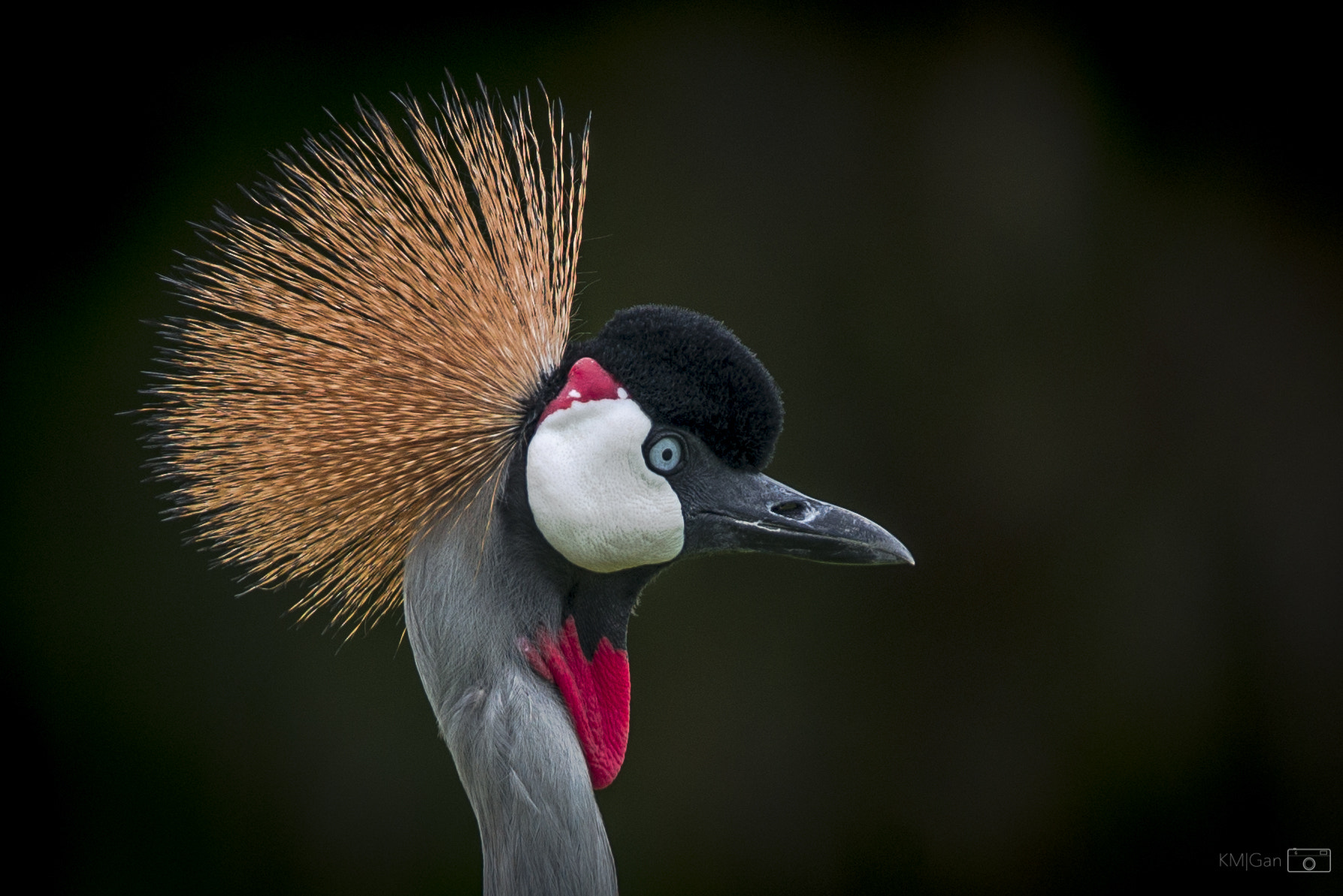 Nikon D800E + Nikon Nikkor AF-S 300mm F4E PF ED VR sample photo. Grey crowned crane photography