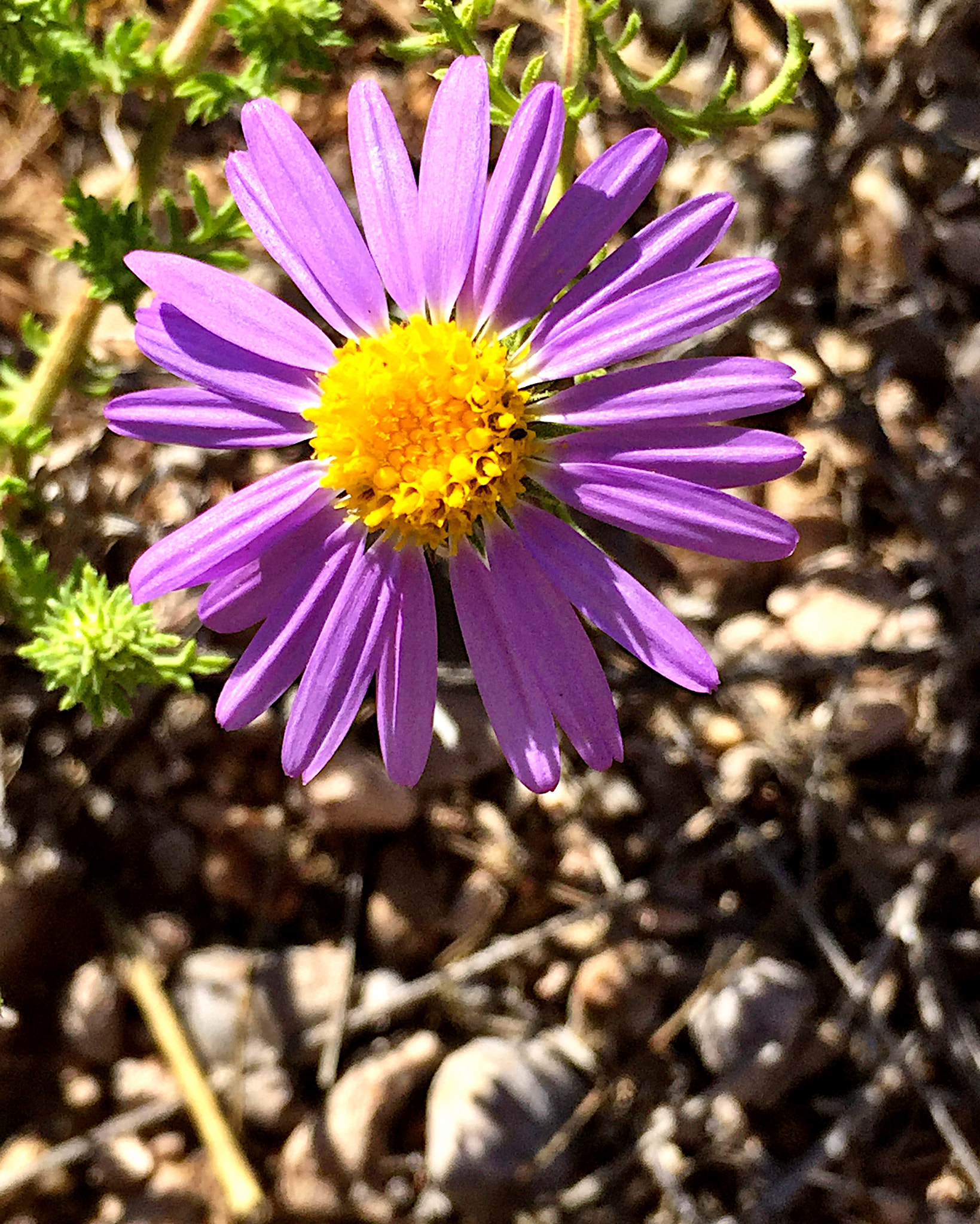 Apple iPhone7,2 sample photo. Simply purple photography
