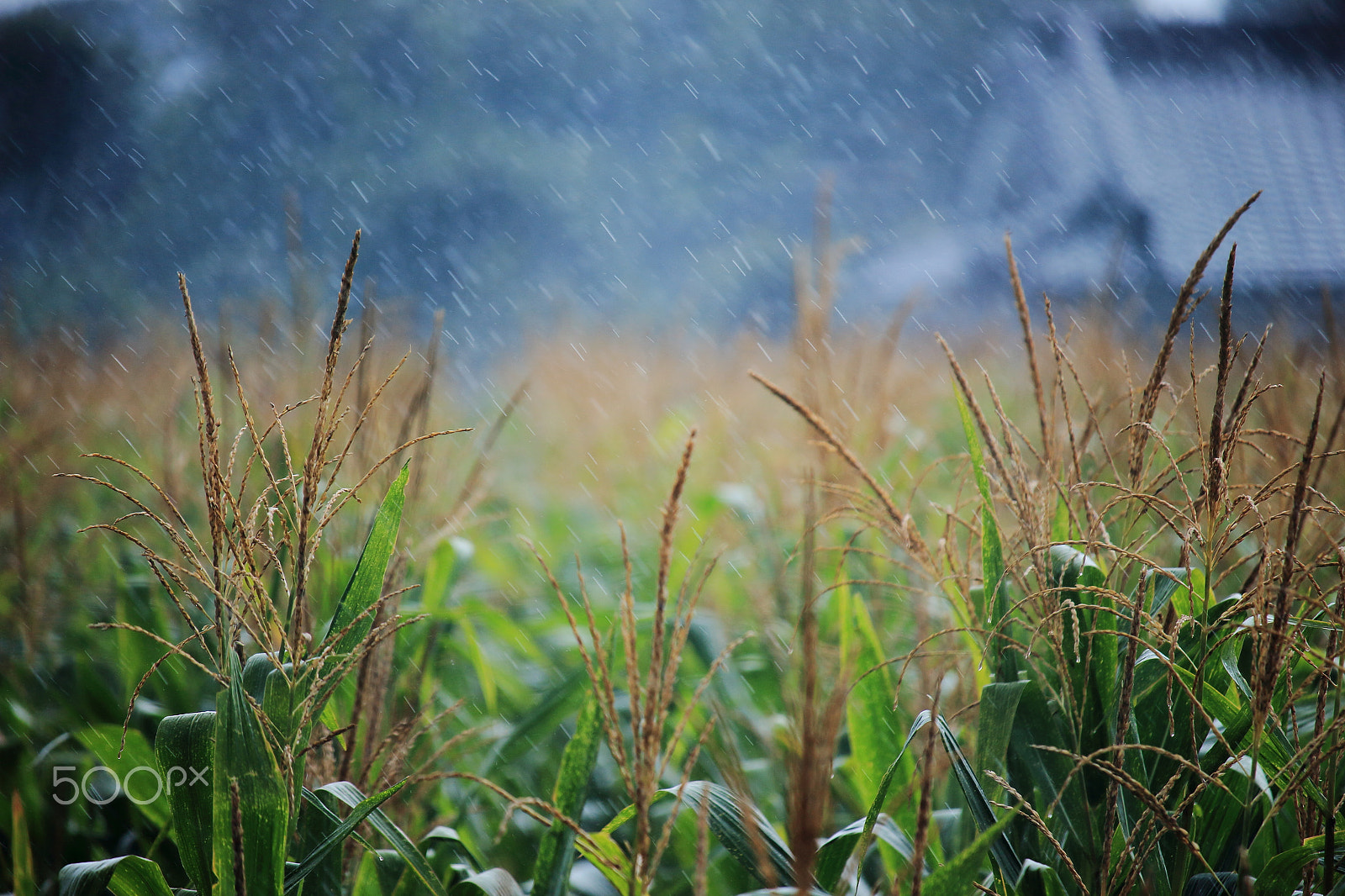 Canon EOS 700D (EOS Rebel T5i / EOS Kiss X7i) sample photo. Corn filed, rainy photography