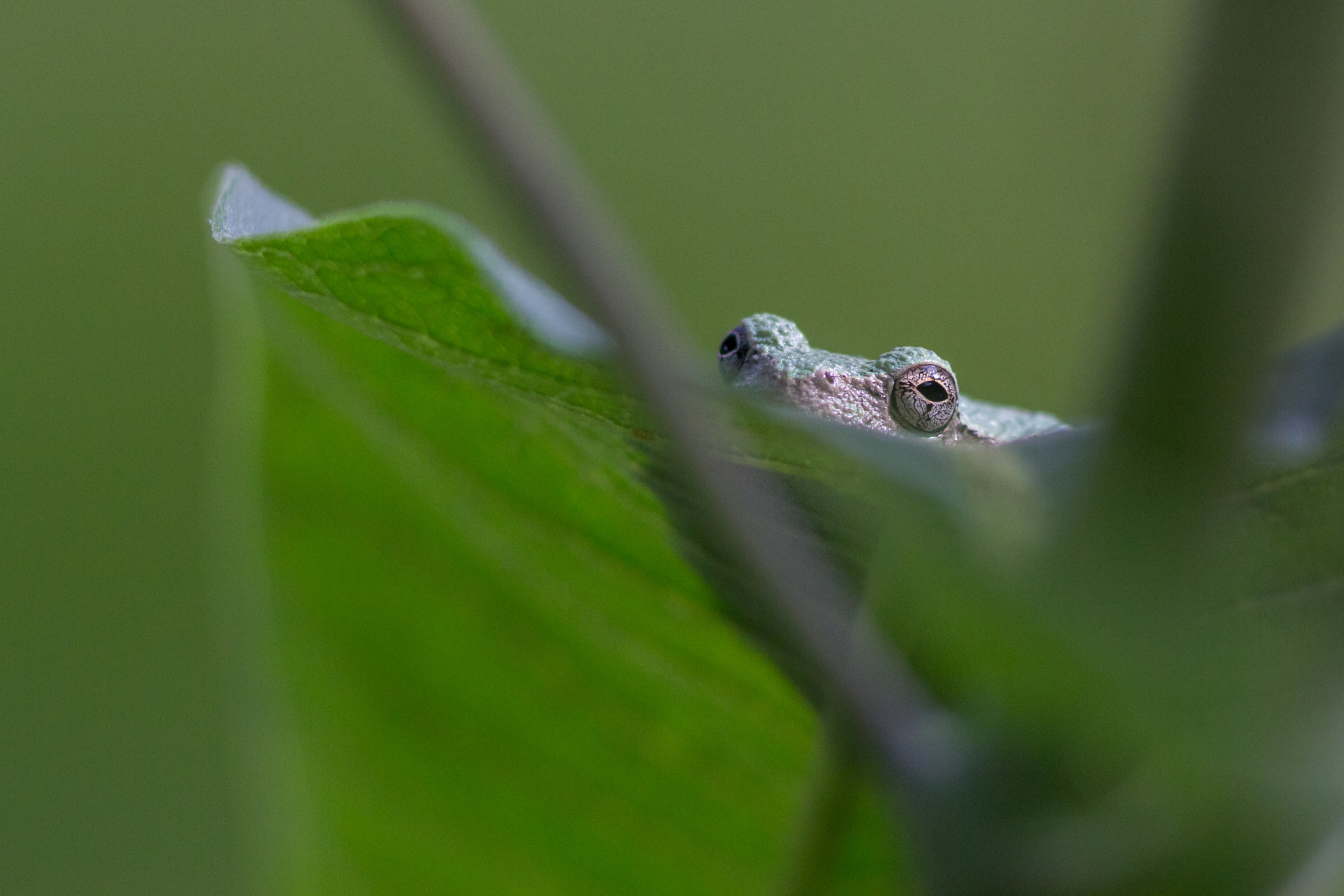 Canon EOS 60D + Canon EF 200mm F2.8L II USM sample photo. The leaves have eyes photography