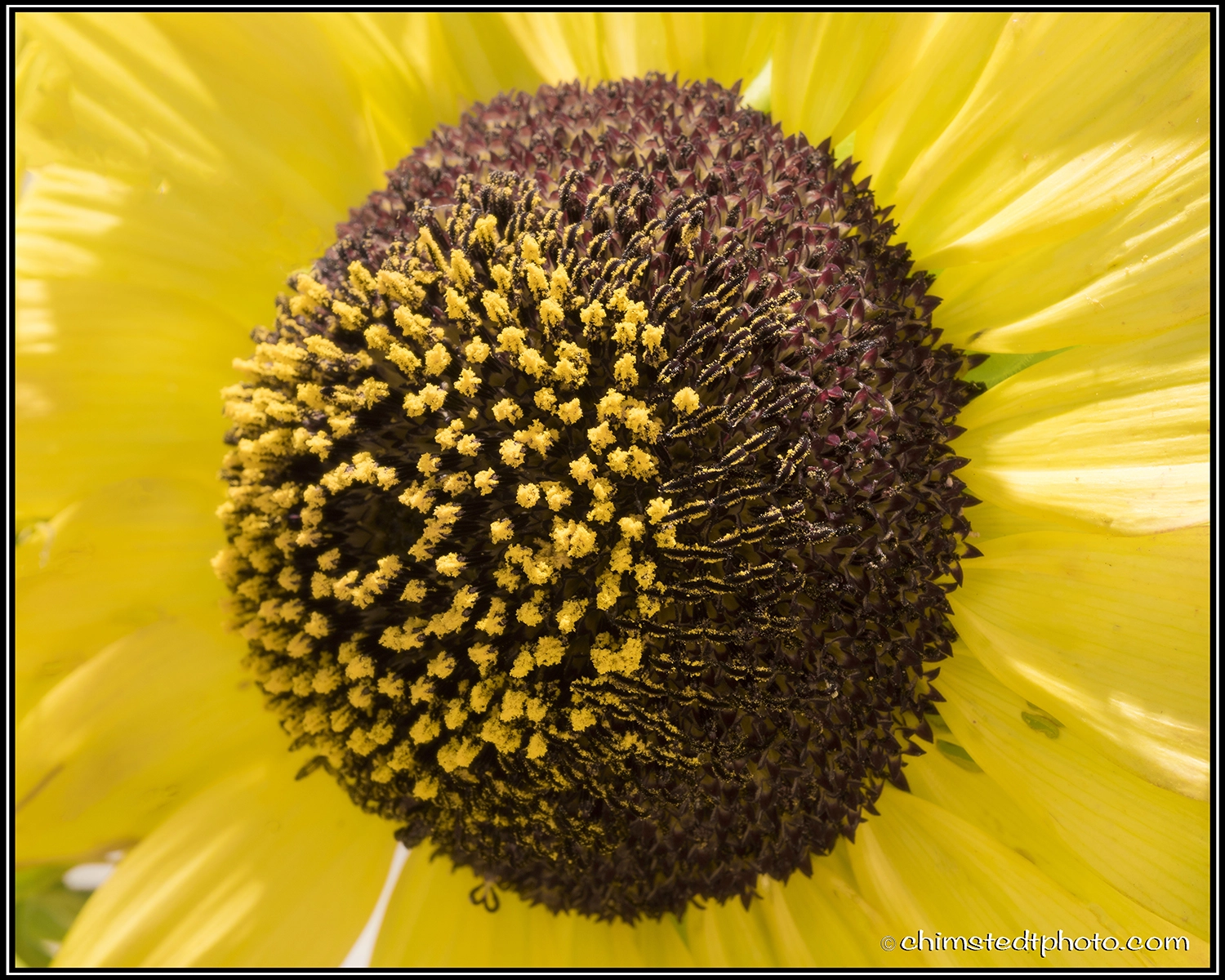 Nikon D810 + AF Micro-Nikkor 60mm f/2.8 sample photo. Sunflower love photography