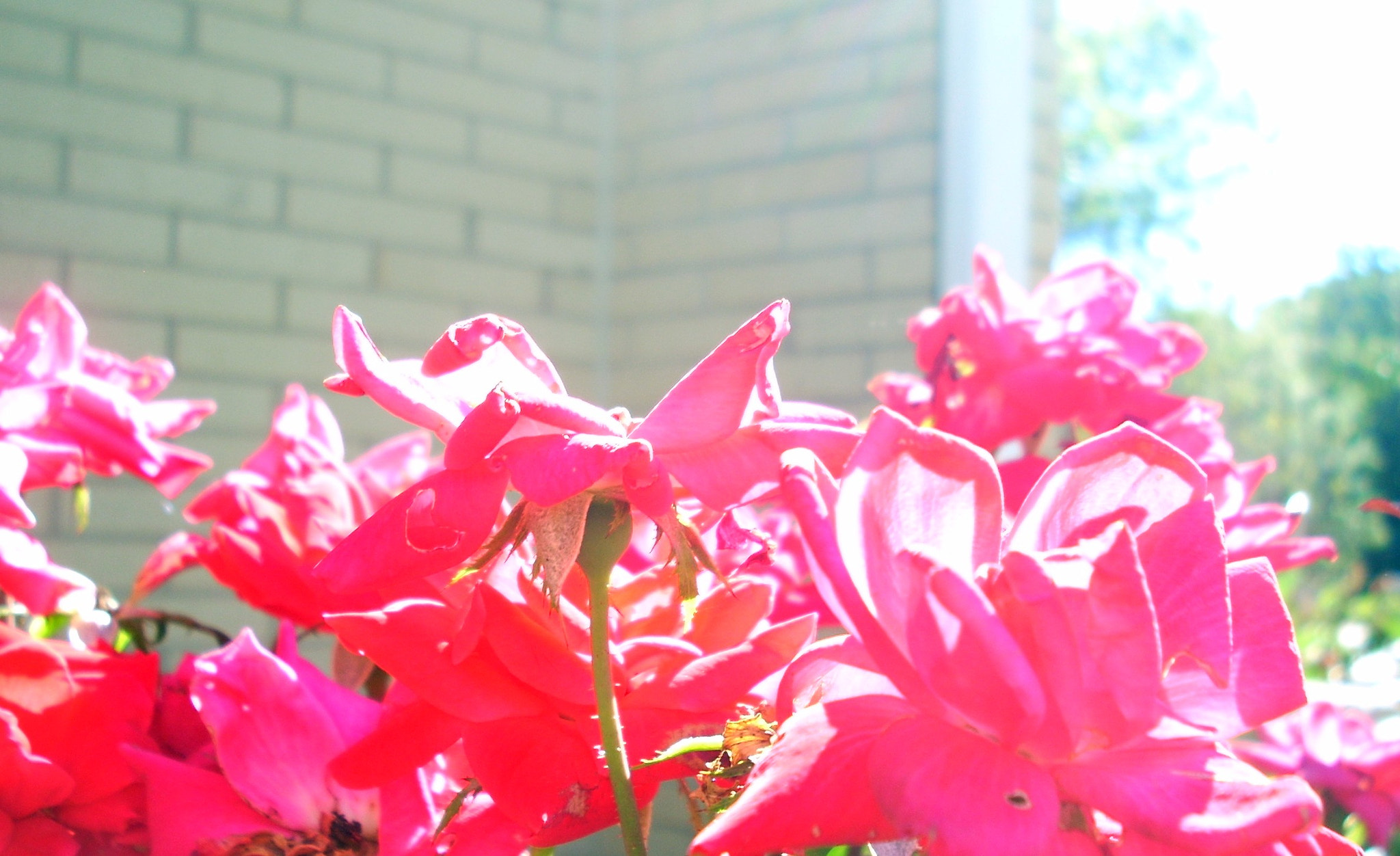 Nikon COOLPIX L11 sample photo. Pink photography