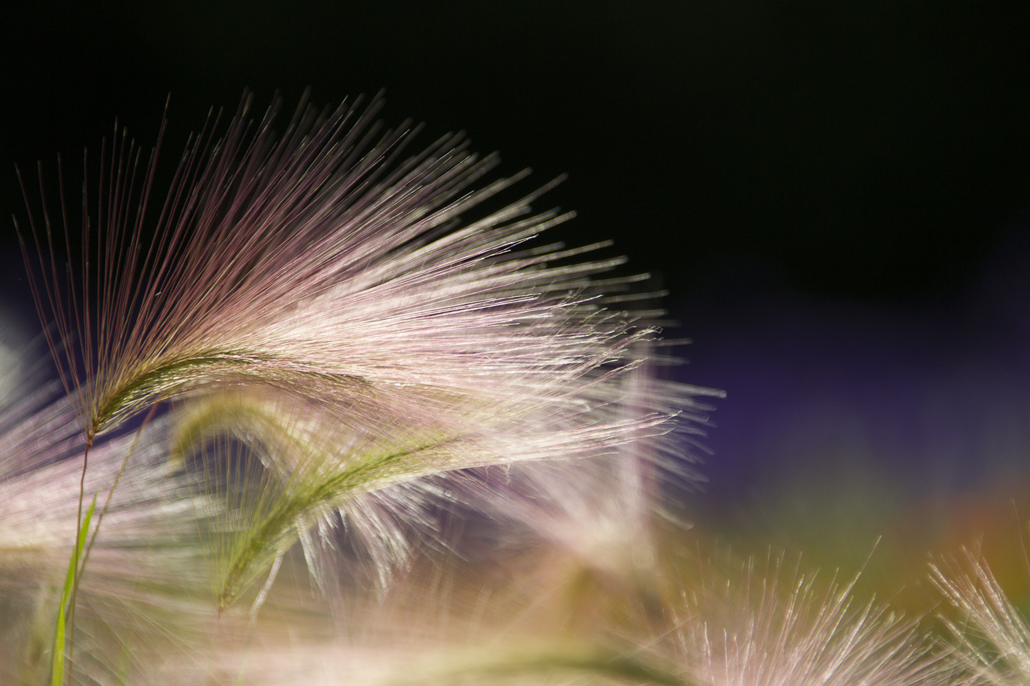 Canon EOS-1D Mark IV sample photo. Lichtspiel photography