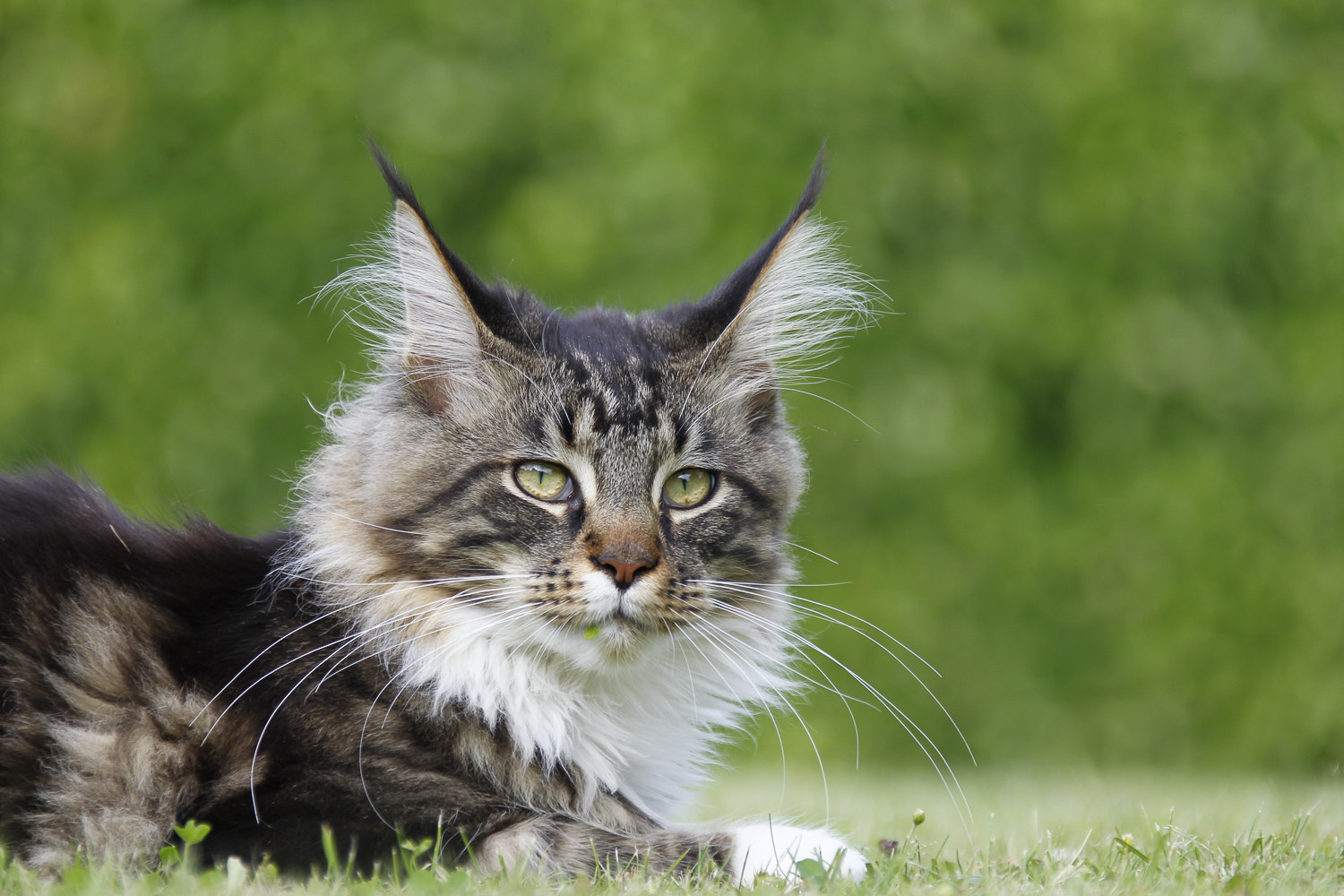 Canon EOS-1D Mark IV sample photo. Apollo photography
