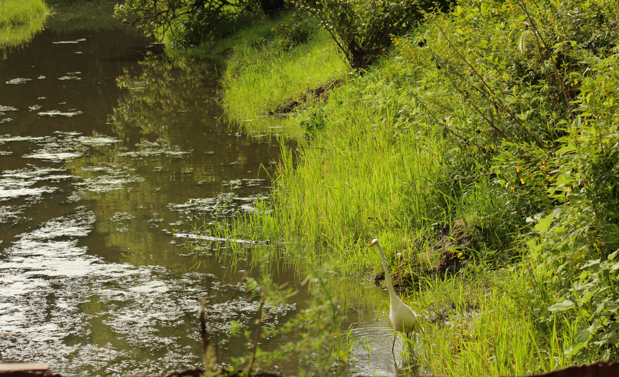 Canon EF75-300mm f/4-5.6 sample photo. A lone egret at the port louisa national wildlife refuge in iowa on the mississippi river. photography