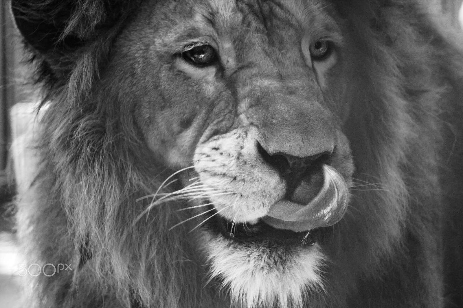Canon EF-S 55-250mm F4-5.6 IS STM sample photo. Lion photography
