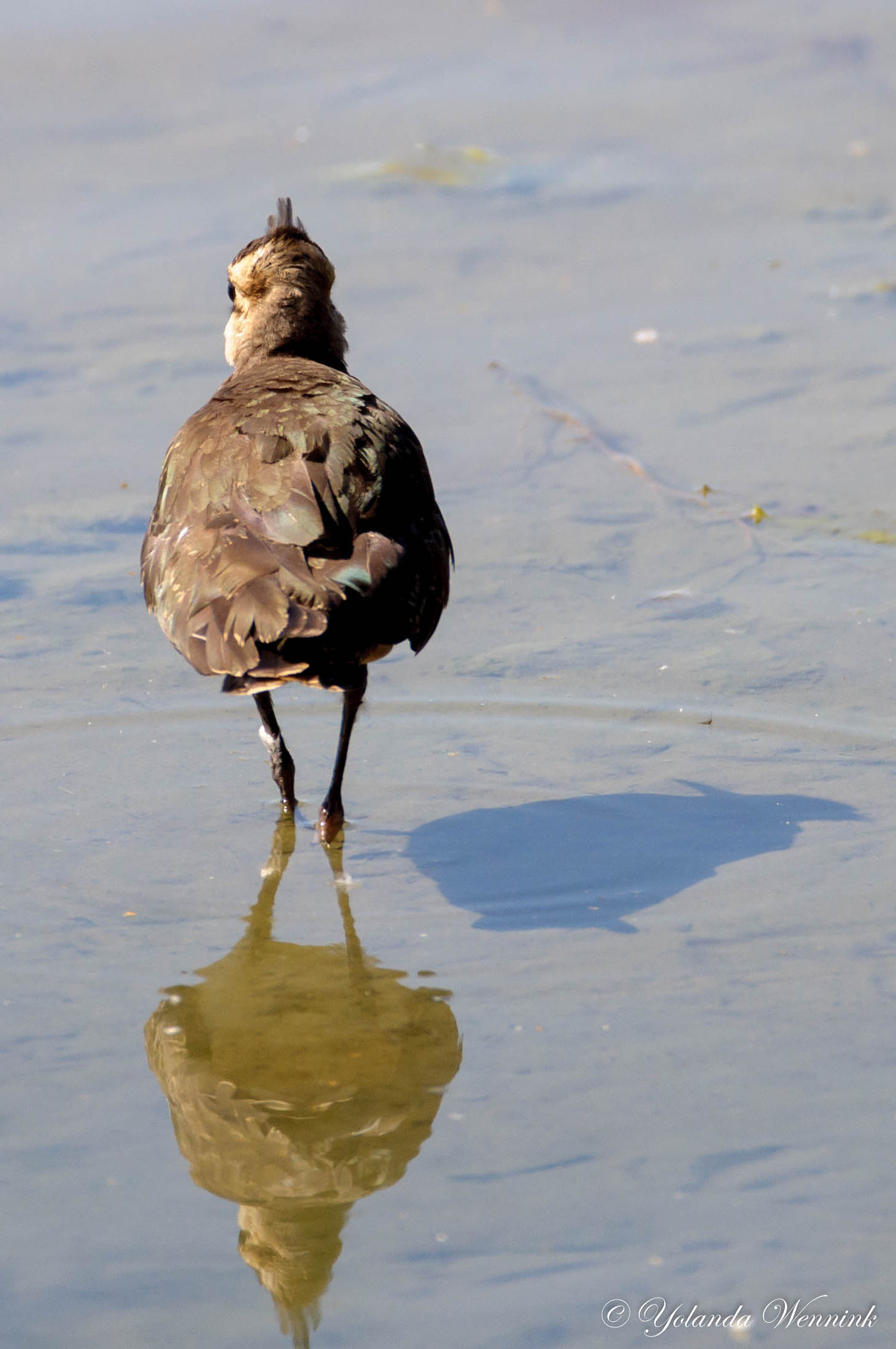 Sigma 150-600mm F5-6.3 DG OS HSM | C sample photo. Mirror mirror...... photography