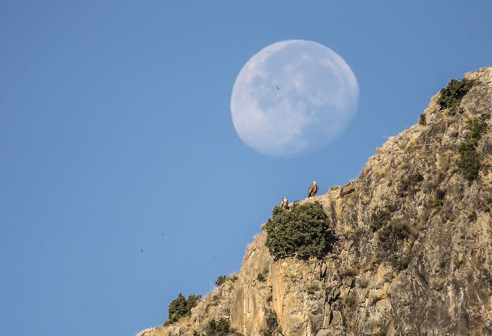 Nikon D4 sample photo. Vultures photography