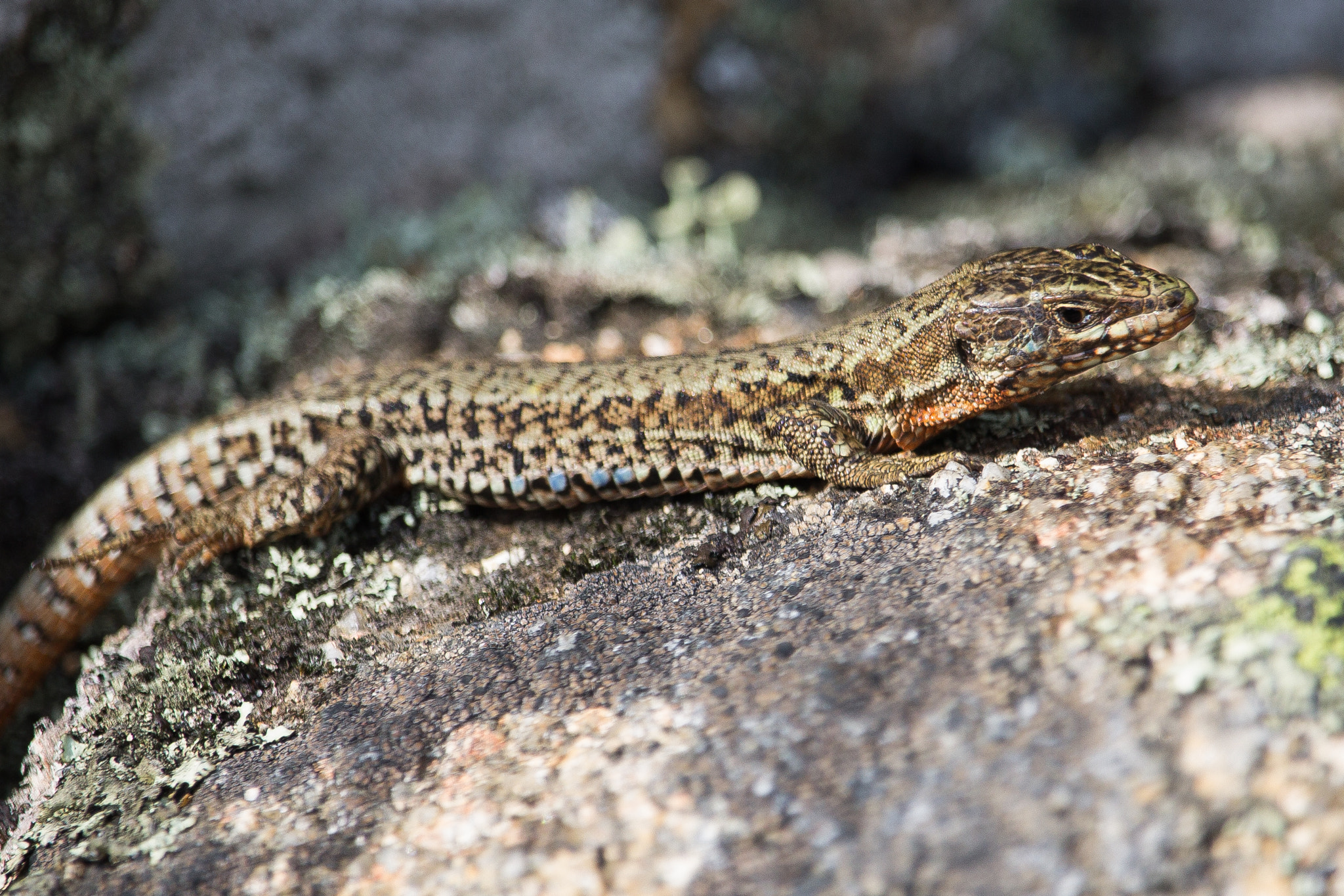 Canon EF-S 55-250mm F4-5.6 IS STM sample photo. Lezard photography