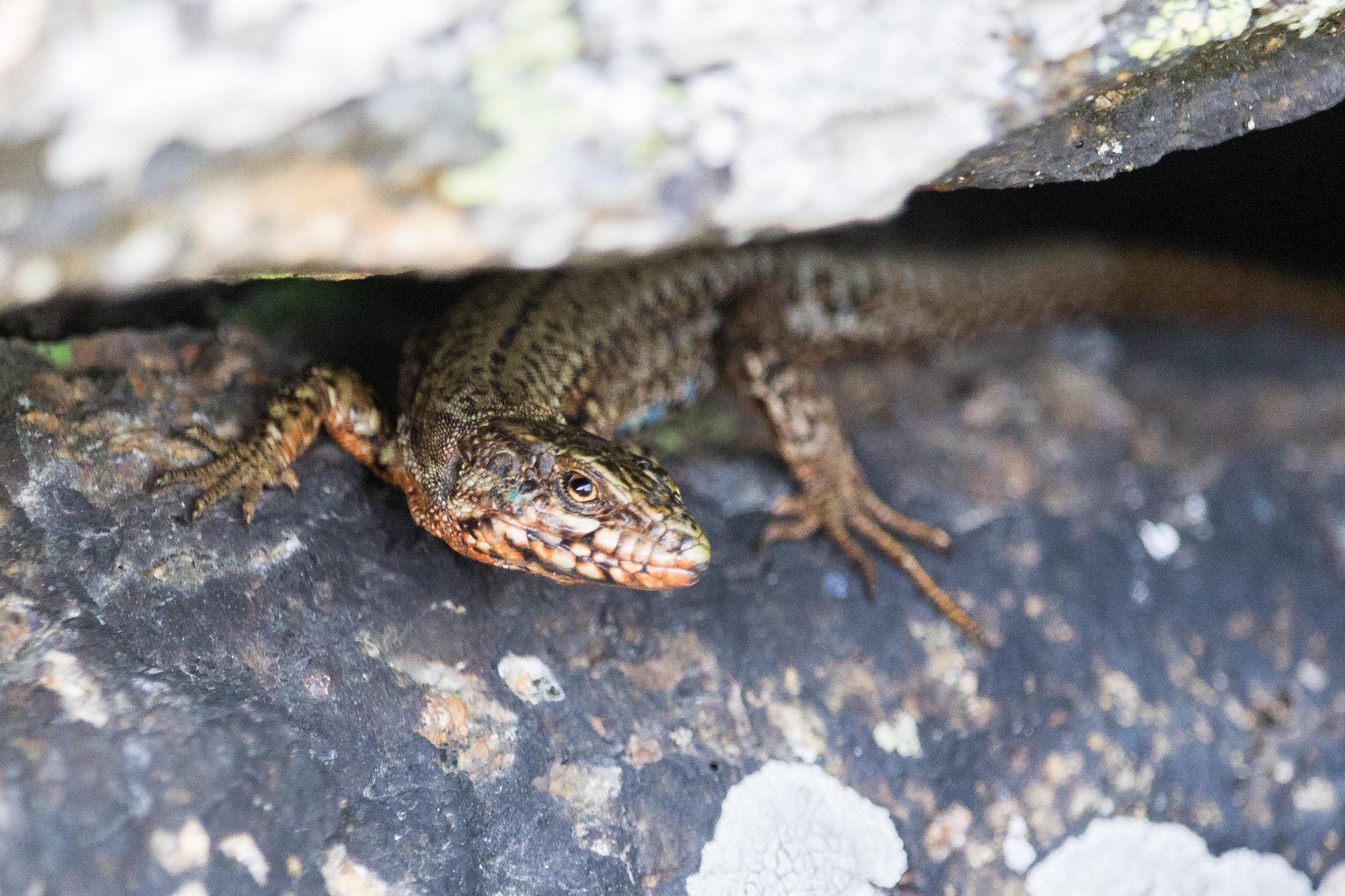 Canon EF-S 55-250mm F4-5.6 IS STM sample photo. Lezard photography
