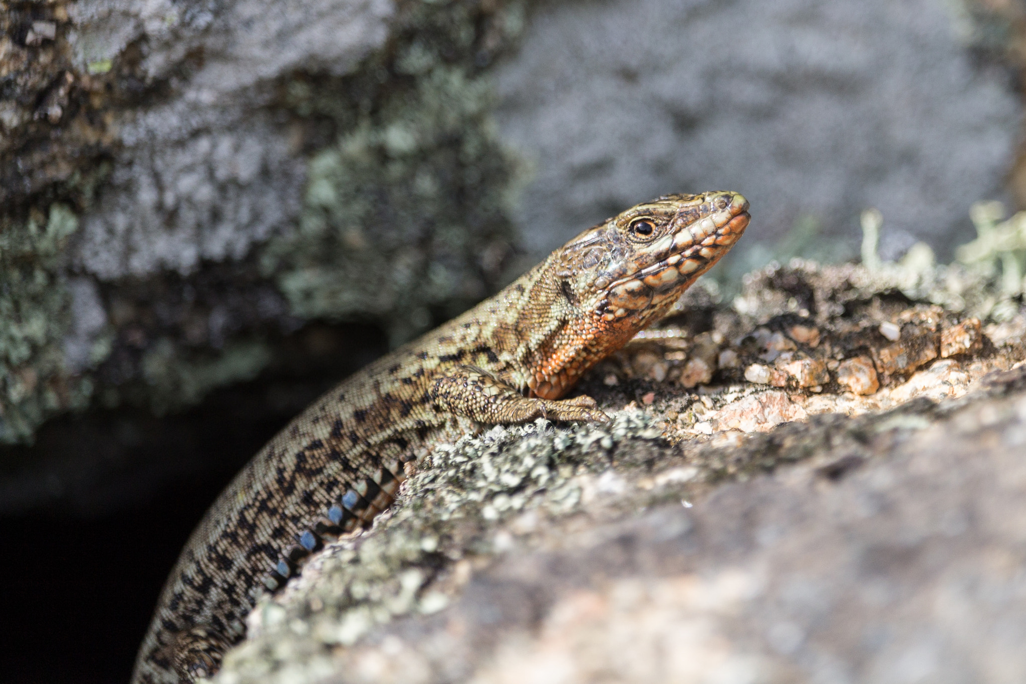 Canon EF-S 55-250mm F4-5.6 IS STM sample photo. Lezard photography