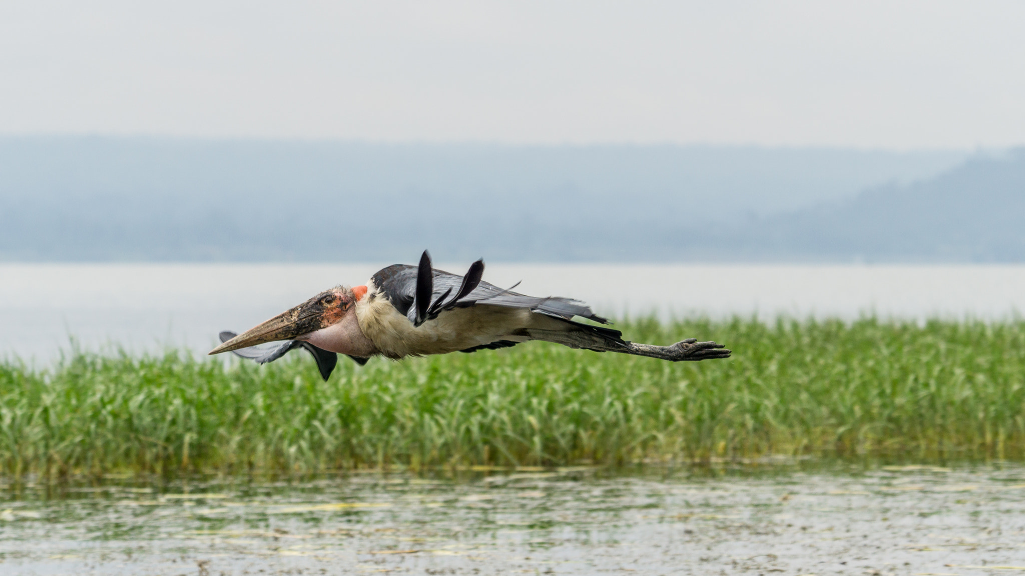 Sony FE 70-300mm F4.5-5.6 G OSS sample photo. Marabou stork in mid flight photography