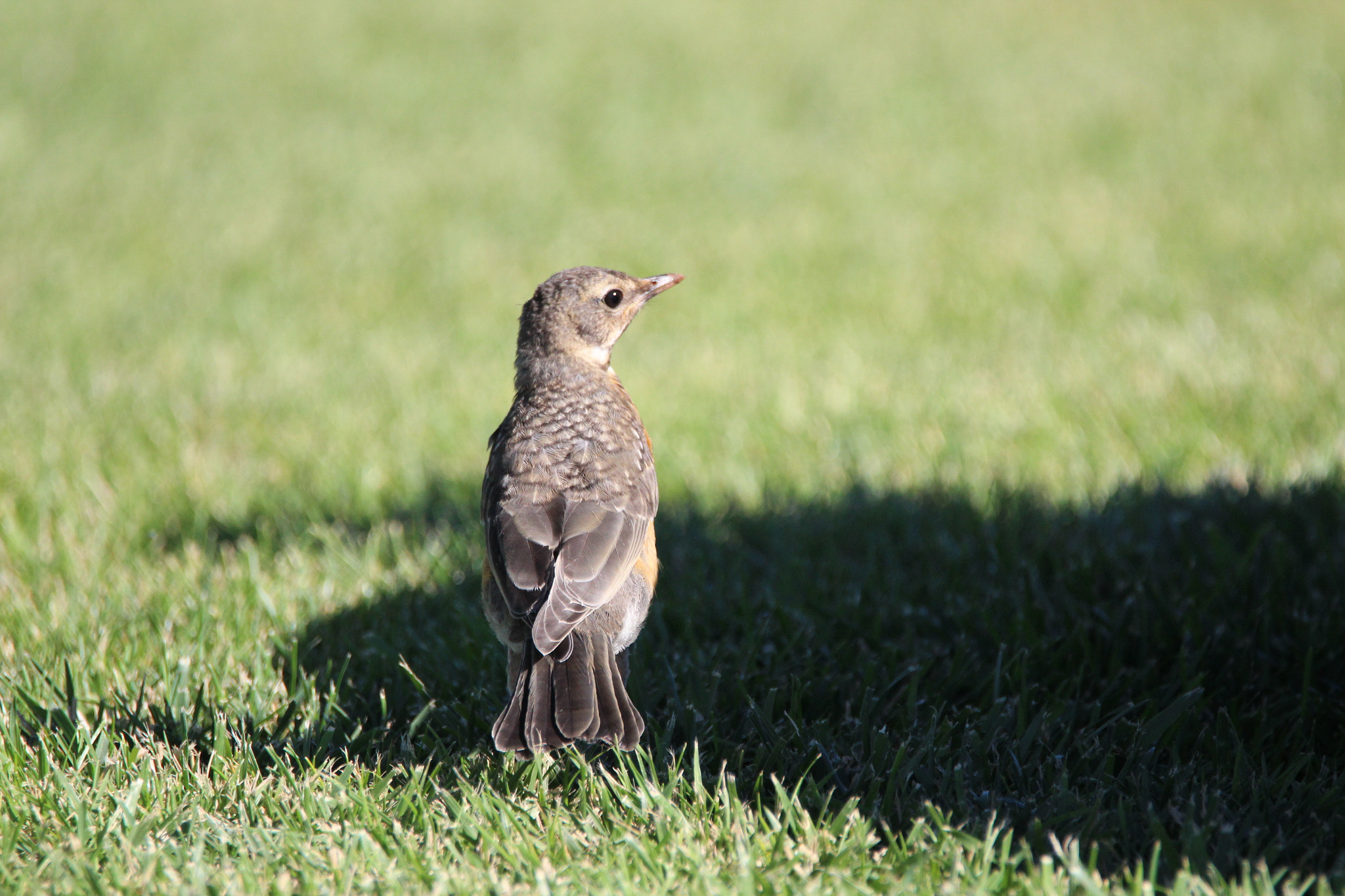 Tamron SP 150-600mm F5-6.3 Di VC USD sample photo