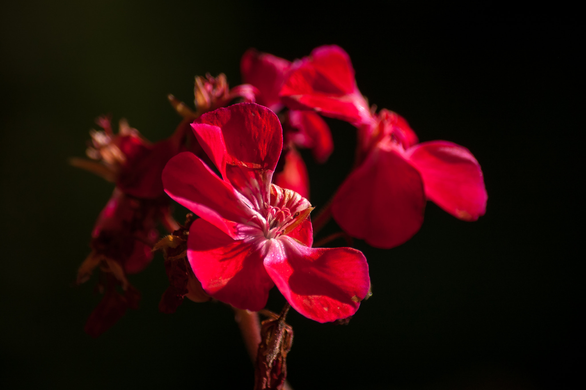 Nikon D50 sample photo. Reds. photography