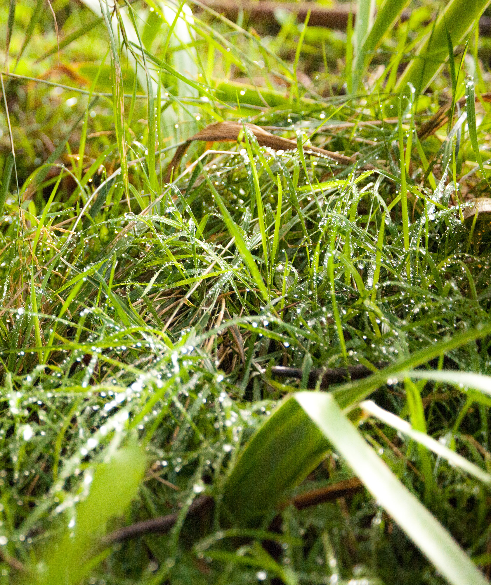 Nikon D80 sample photo. Good morning dew photography