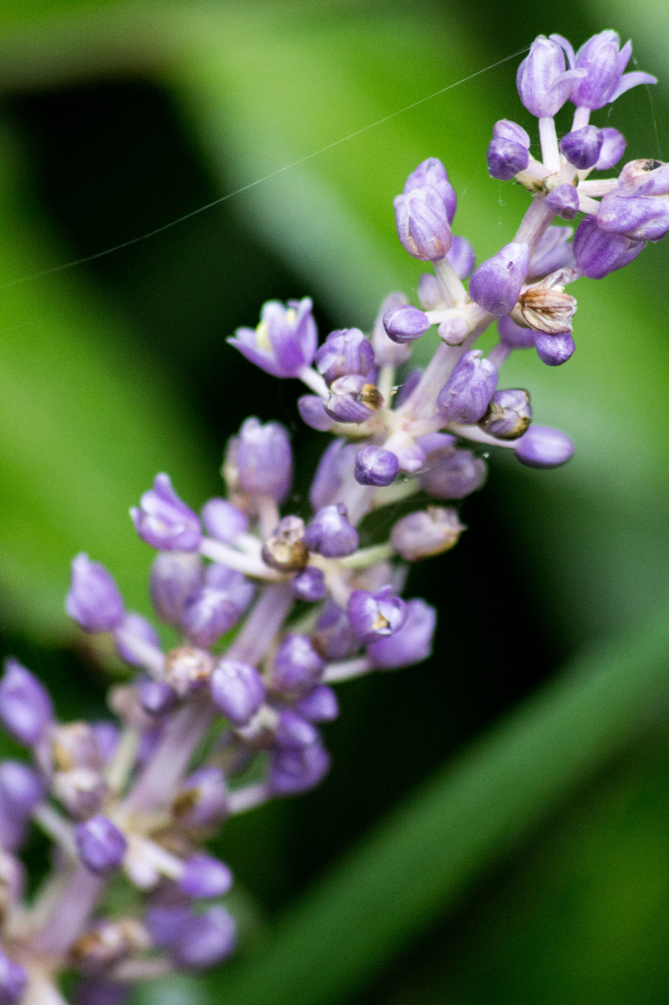 Canon EOS 100D (EOS Rebel SL1 / EOS Kiss X7) sample photo. The bend photography