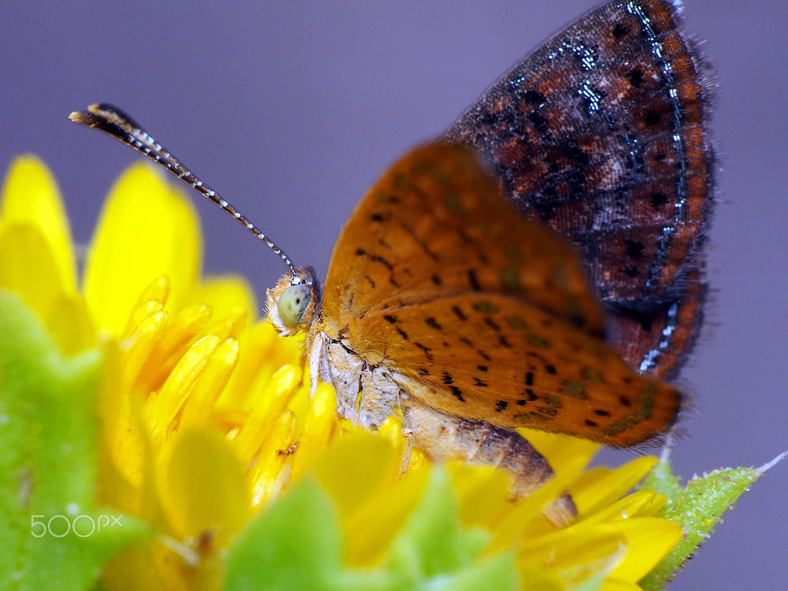 Olympus PEN E-PL5 sample photo. Tiny butterfly, yellow flower photography