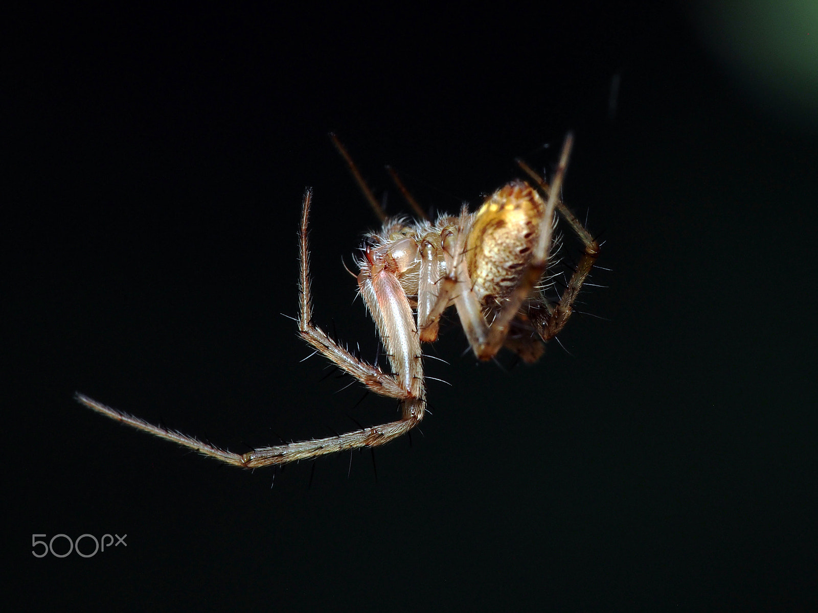 Olympus PEN E-PL5 sample photo. Legs photography