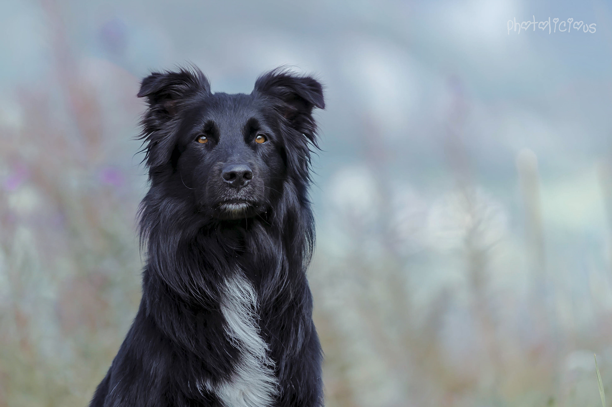 AF-S Zoom-Nikkor 80-200mm f/2.8D IF-ED sample photo. Loki <3 photography