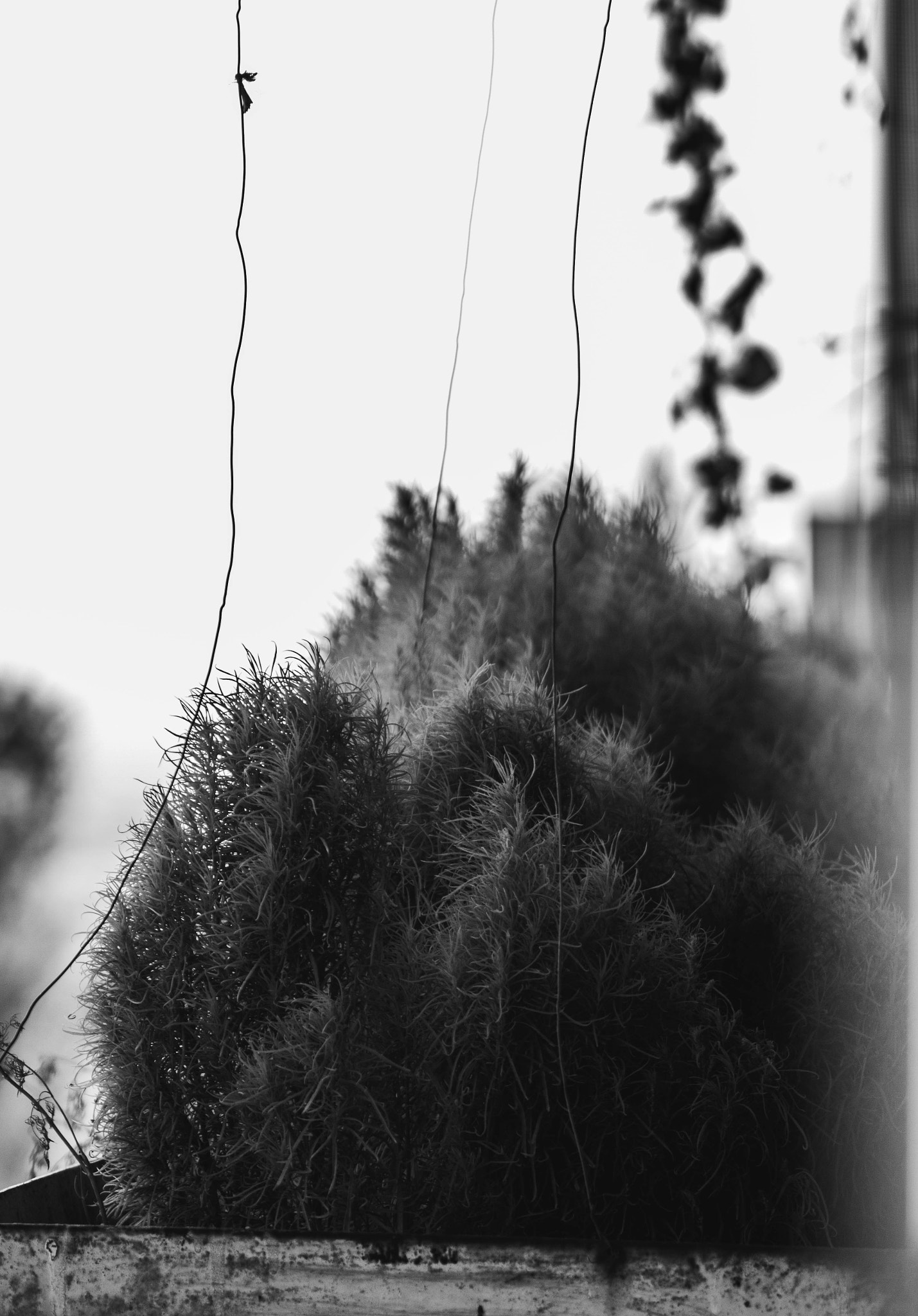 Canon EF 100-300mm F4.5-5.6 USM sample photo. Plant photography