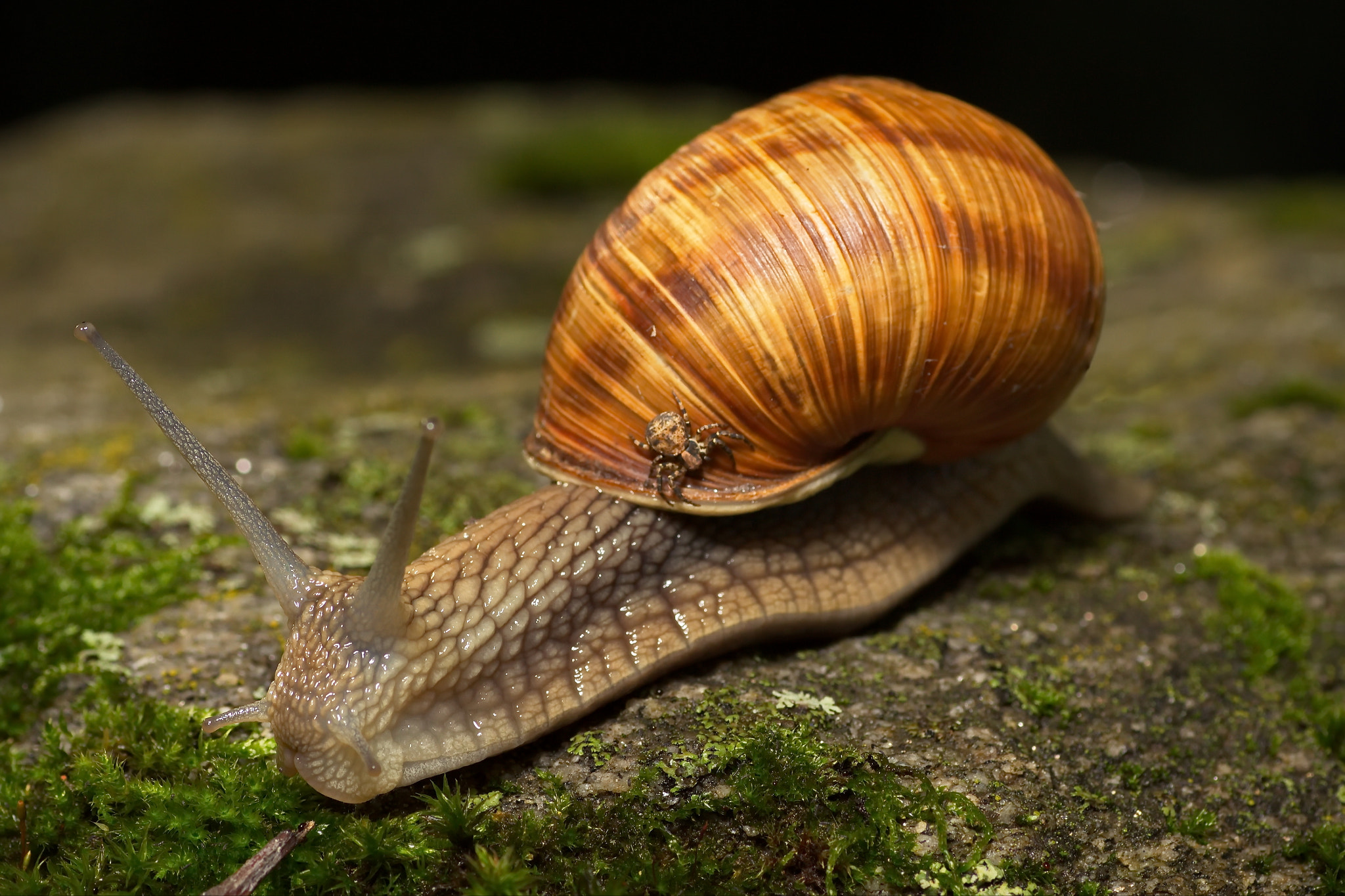 Tamron SP AF 90mm F2.8 Di Macro sample photo. ...а теперь покатай меня большая улитка! photography