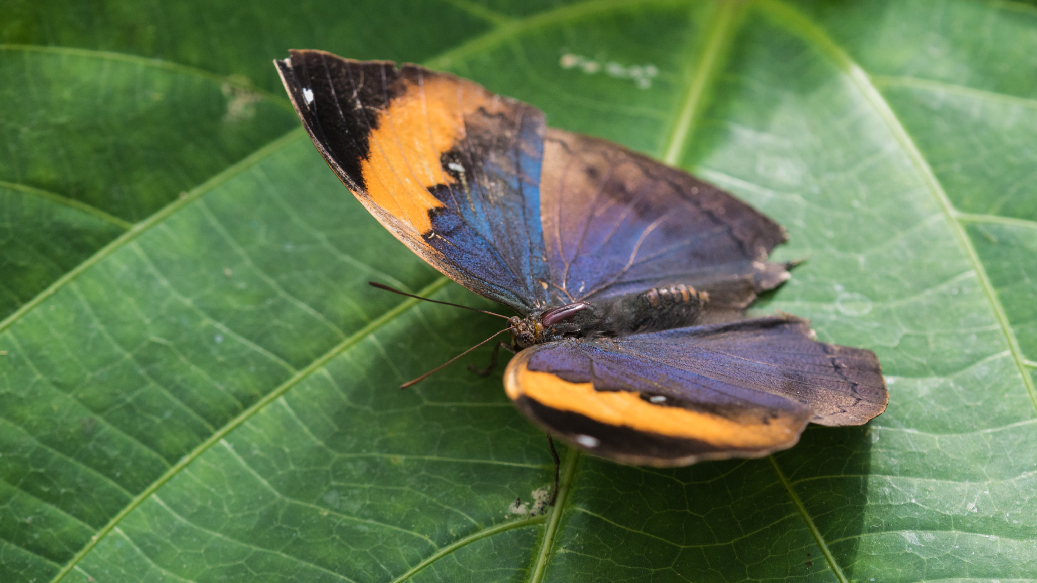 Sony ILCA-77M2 + 105mm F2.8 sample photo. Schmetterling photography