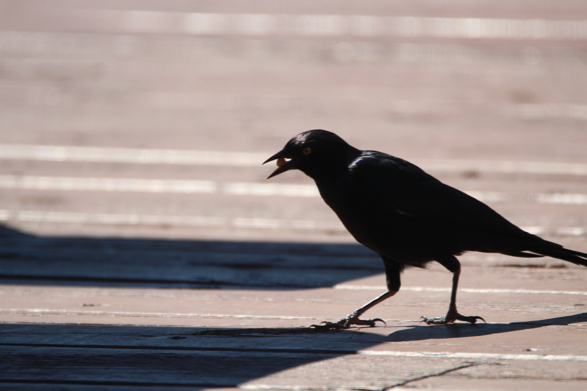 Tamron SP 150-600mm F5-6.3 Di VC USD sample photo