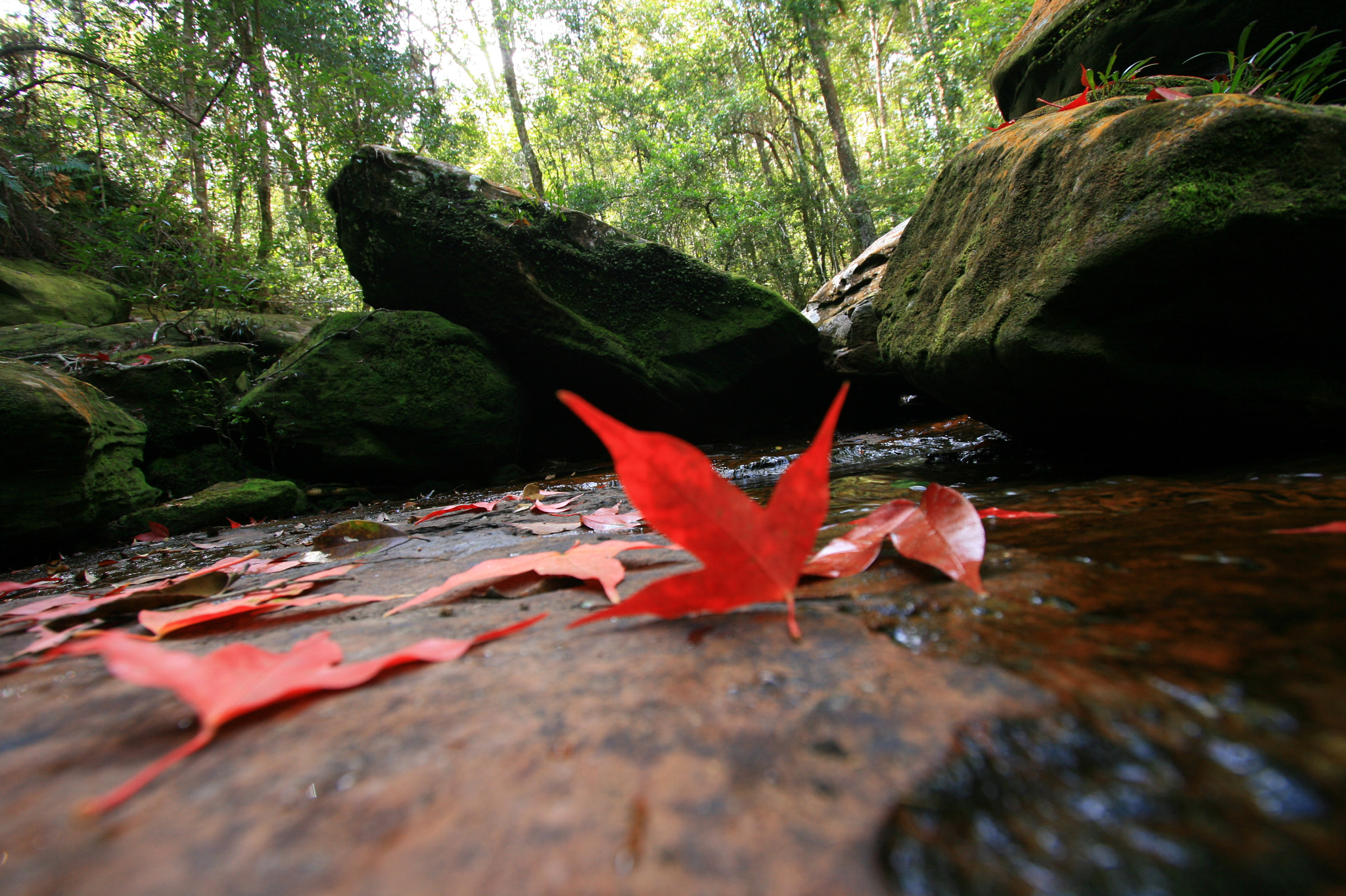 Canon EF-S 10-22mm F3.5-4.5 USM sample photo. Maple leaf photography