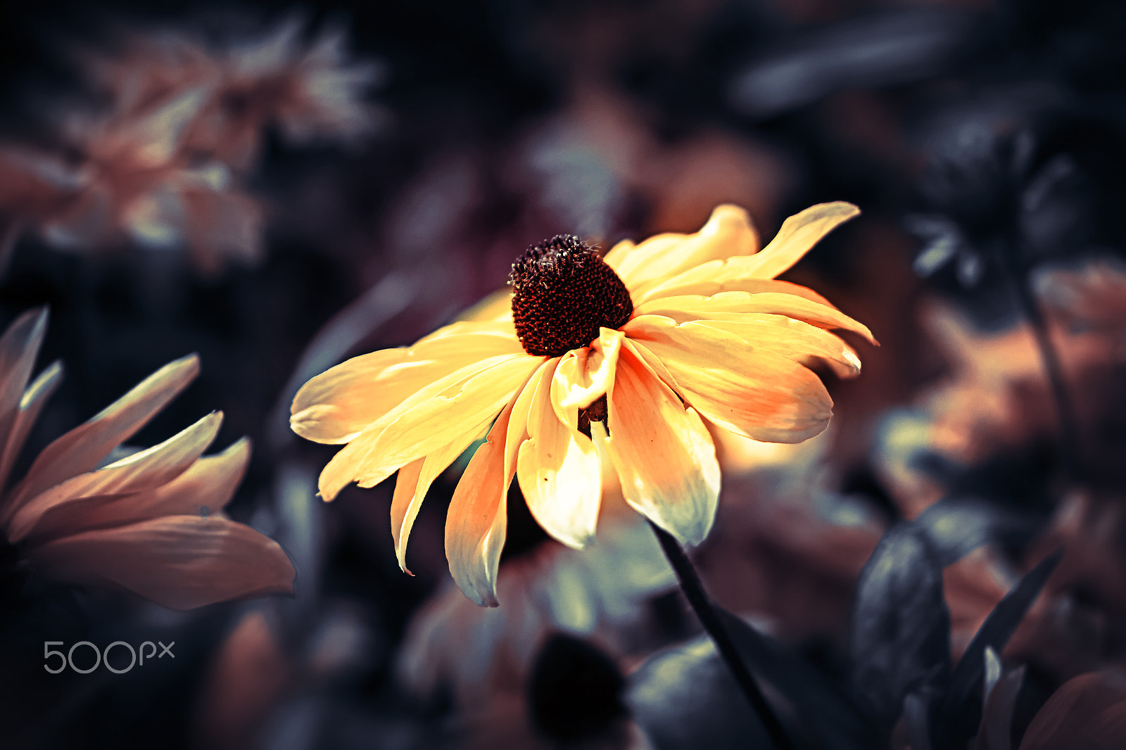 Samsung NX30 + Samsung NX 60mm F2.8 Macro ED OIS SSA sample photo. In different reality photography