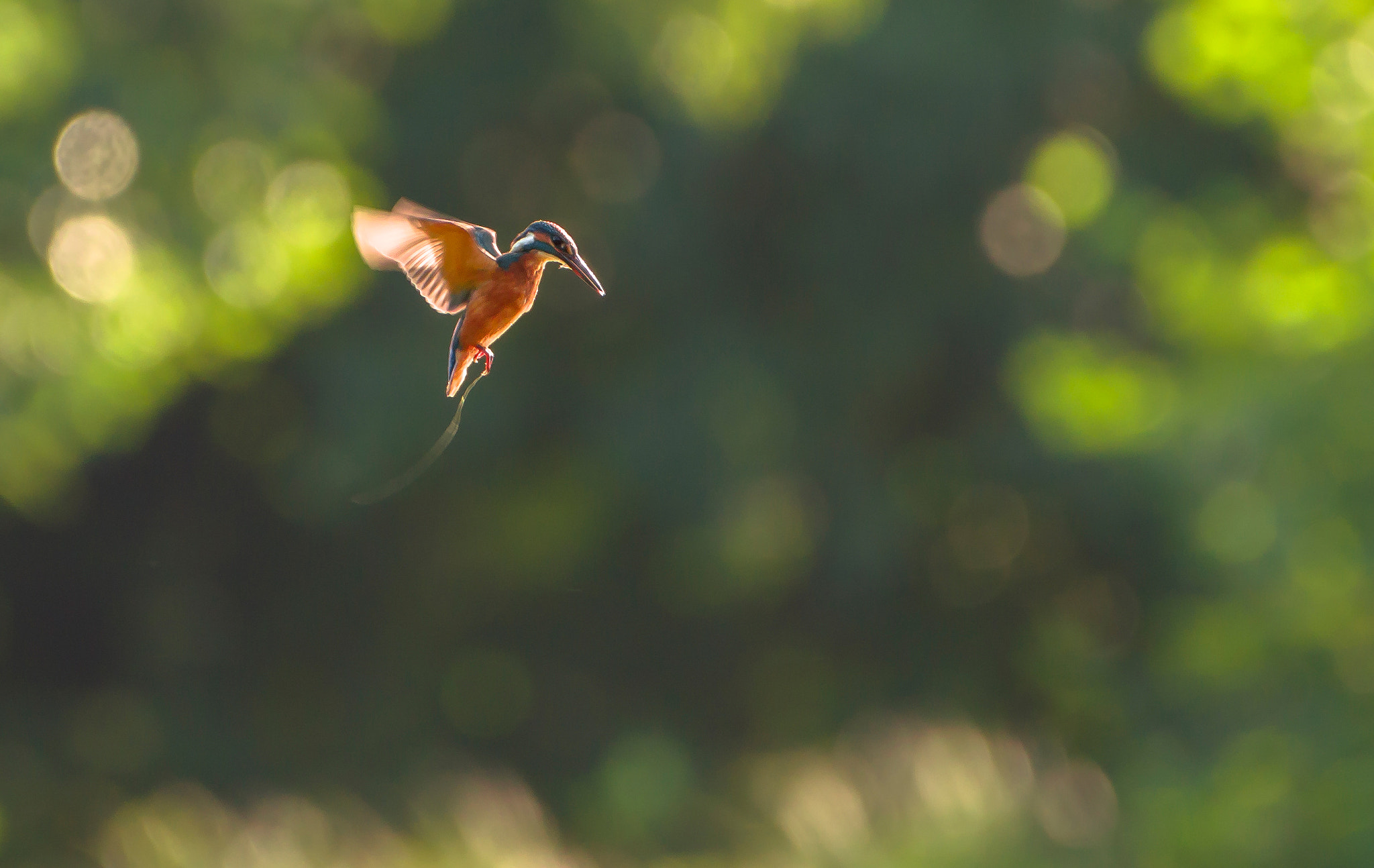 Sigma 150-600mm F5-6.3 DG OS HSM | C sample photo. The prey firmly in sight photography