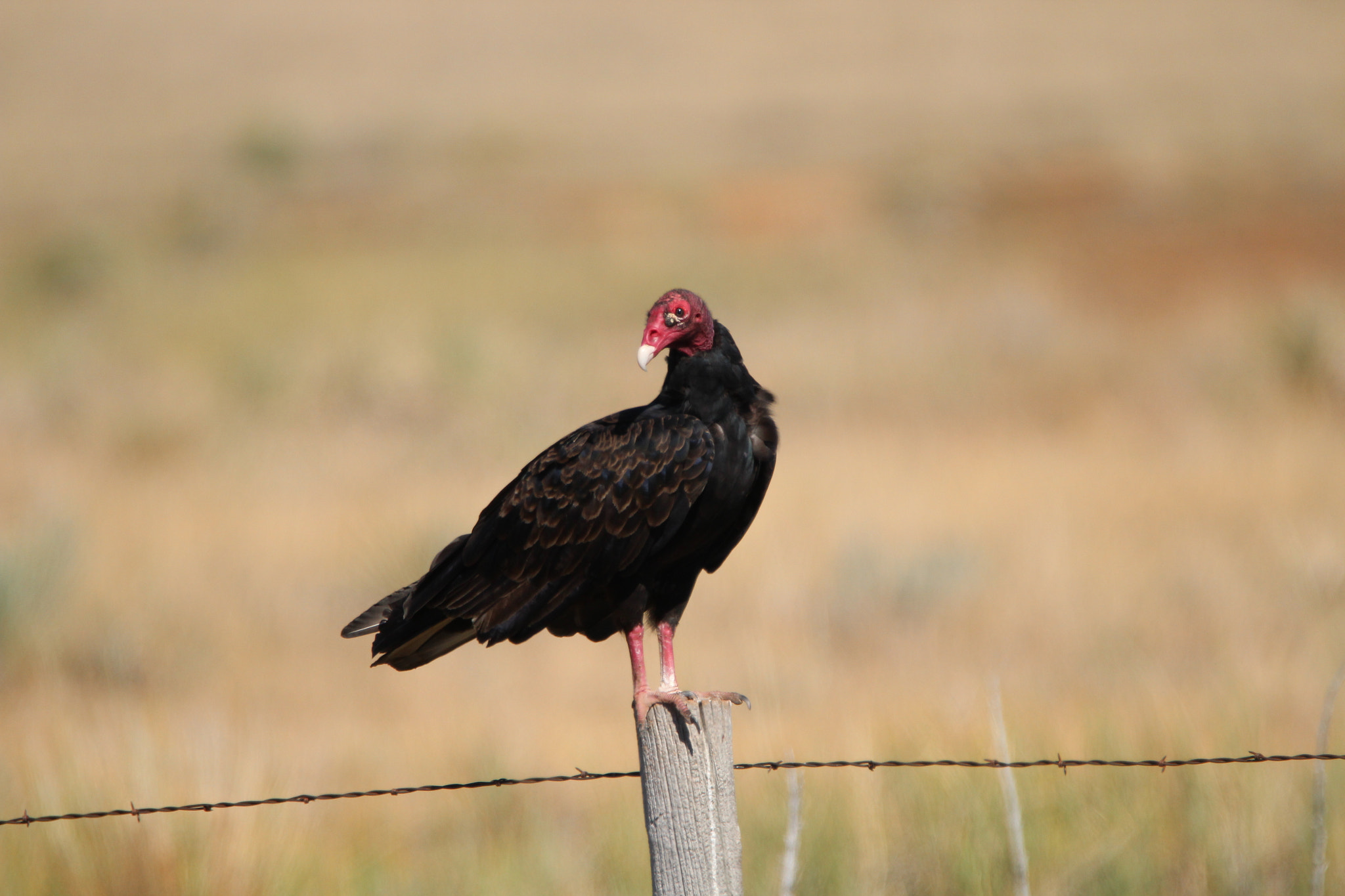 Tamron SP 150-600mm F5-6.3 Di VC USD sample photo