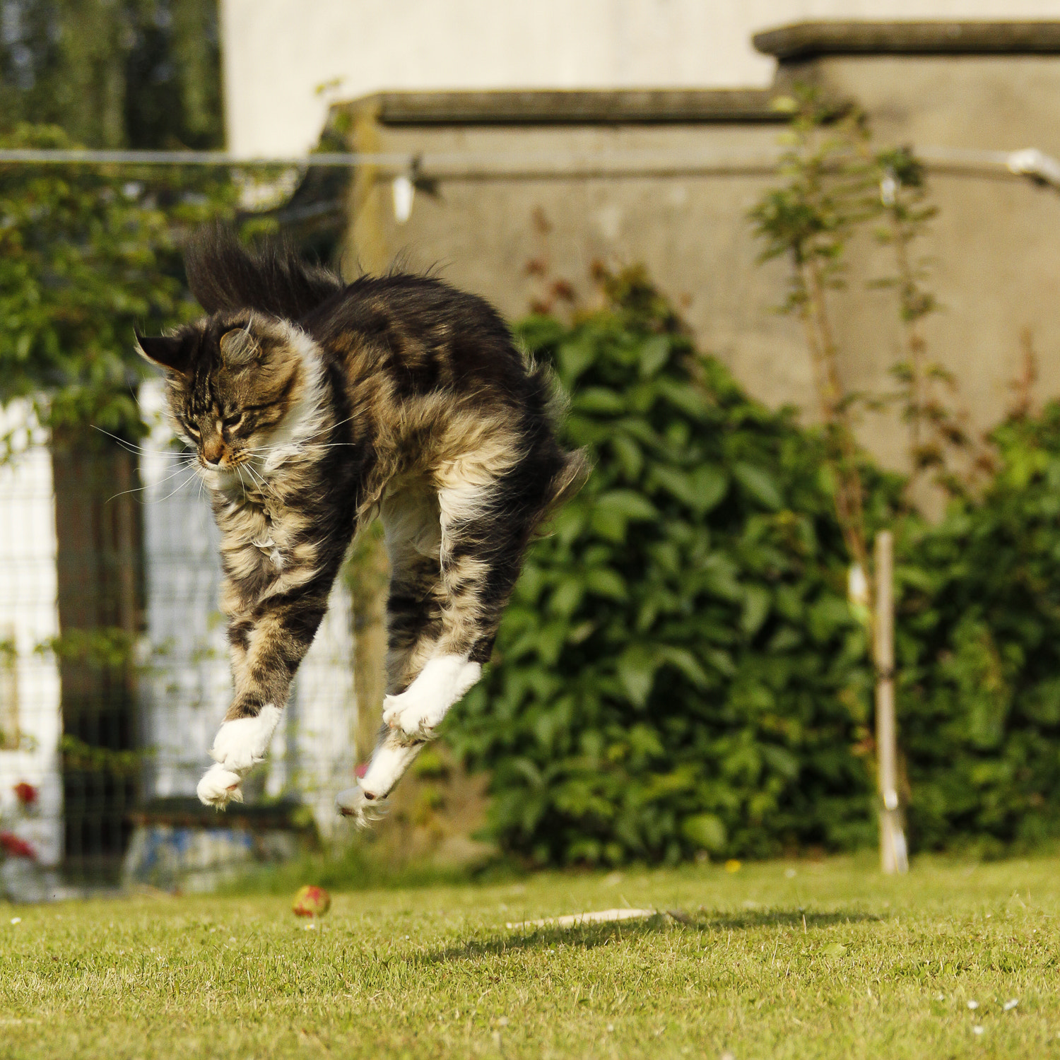 Canon EOS-1D Mark IV sample photo. Flying apollo photography