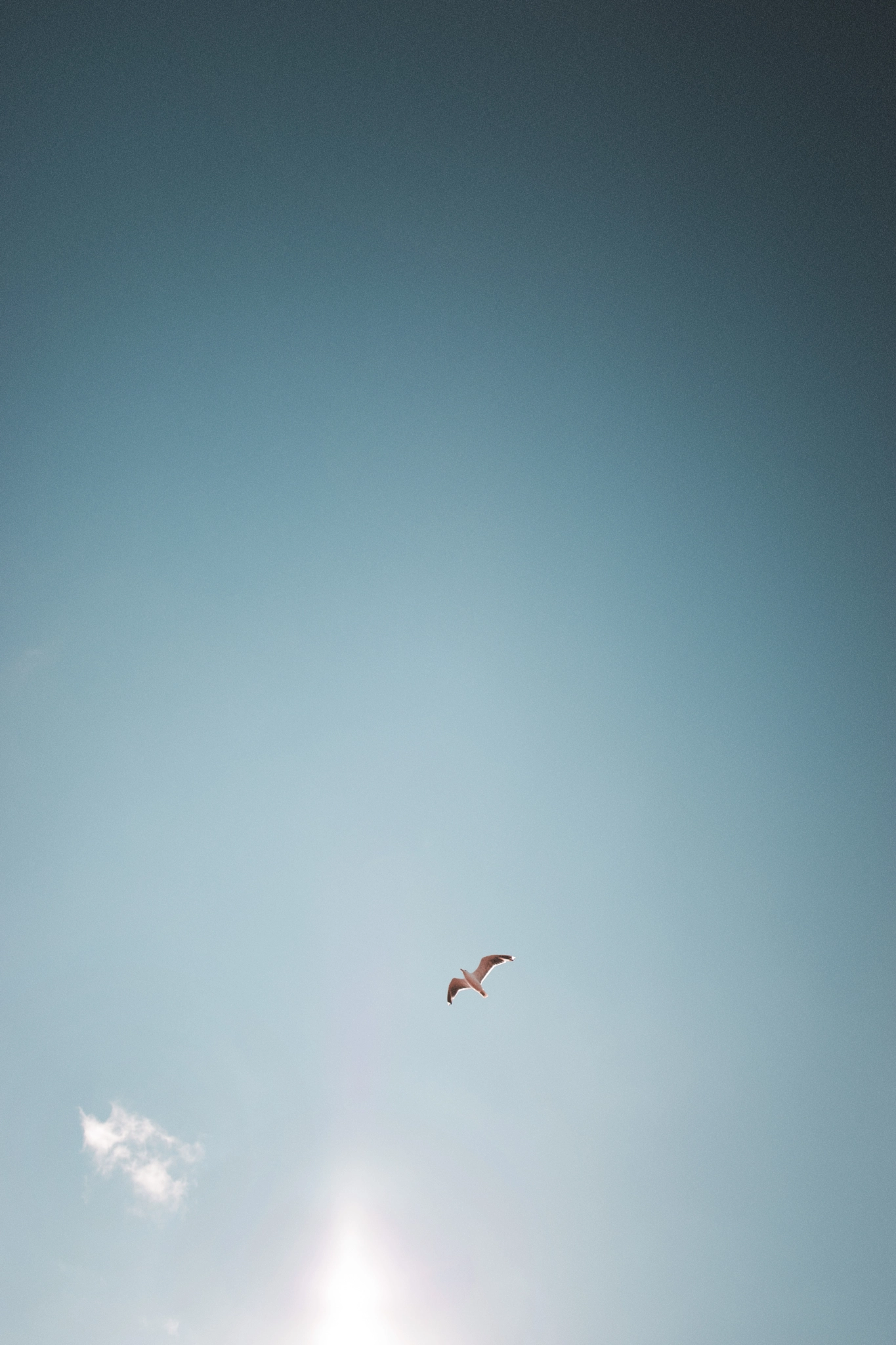 Sony a99 II + Sigma 35mm F1.4 DG HSM Art sample photo. Seagull photography