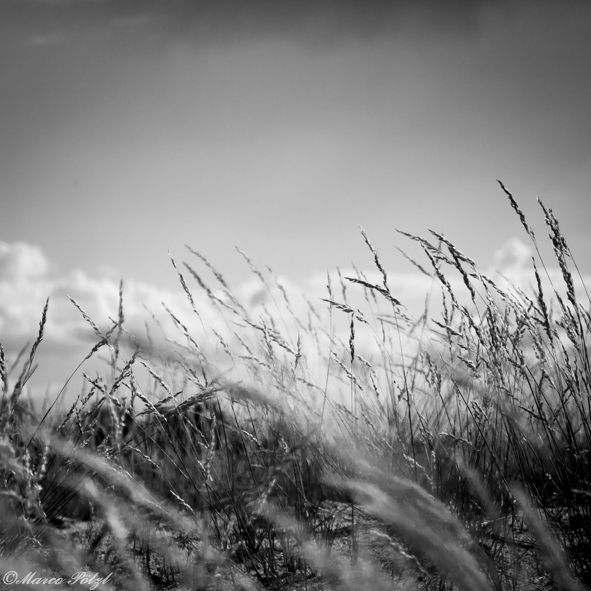 Olympus PEN E-PL3 sample photo. Just corn b/w photography