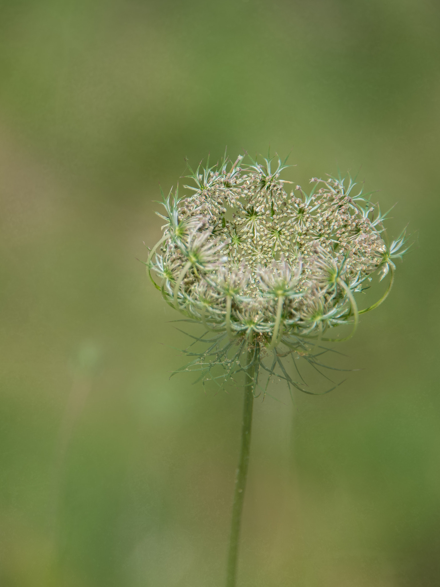 Nikon D5 sample photo. Softness photography