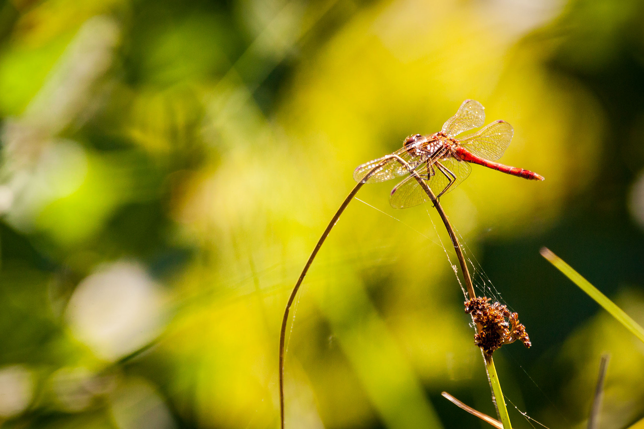 150-600mm F5-6.3 DG OS HSM | Contemporary 015 sample photo. Libelle photography