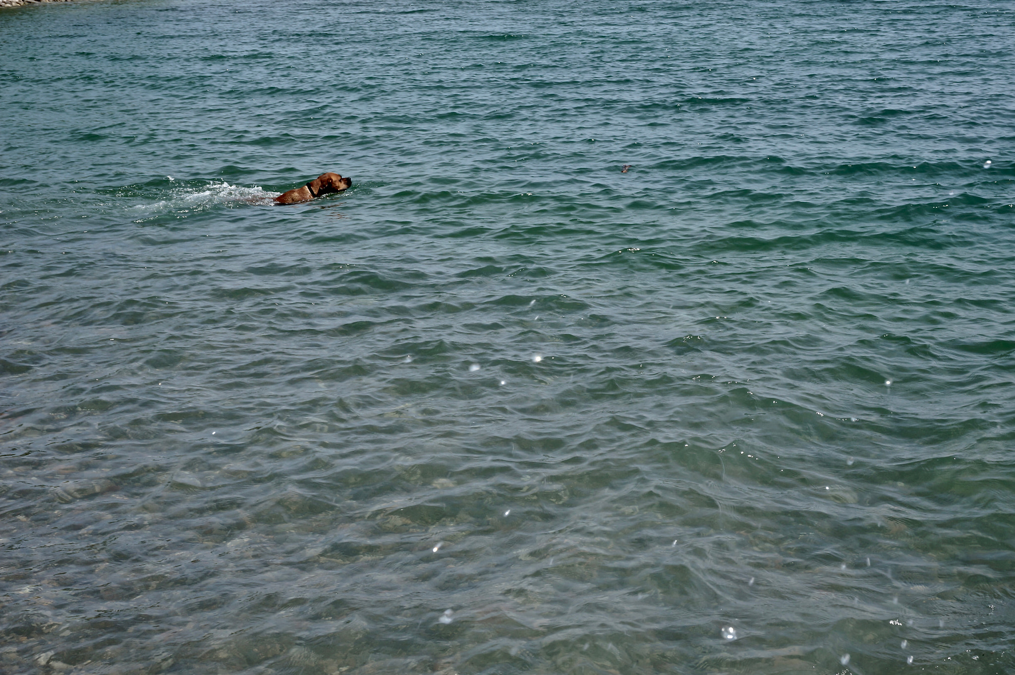 Sony Alpha NEX-5T + Sony E 18-50mm F4-5.6 sample photo. Swimming in the lake photography