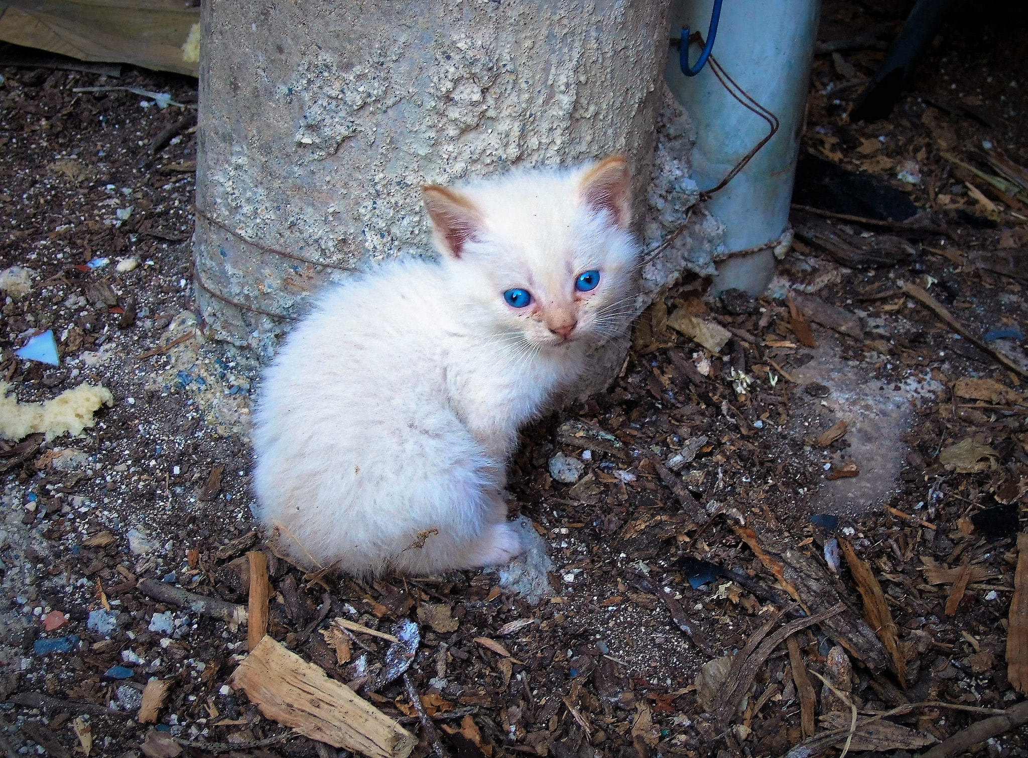 Fujifilm FinePix F31fd sample photo. Crosseyed & blue eyes kitty photography