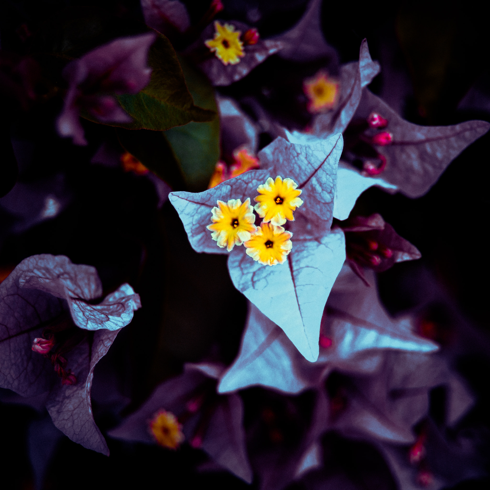 AF Zoom-Nikkor 28-70mm f/3.5-4.5D sample photo. Triflower photography