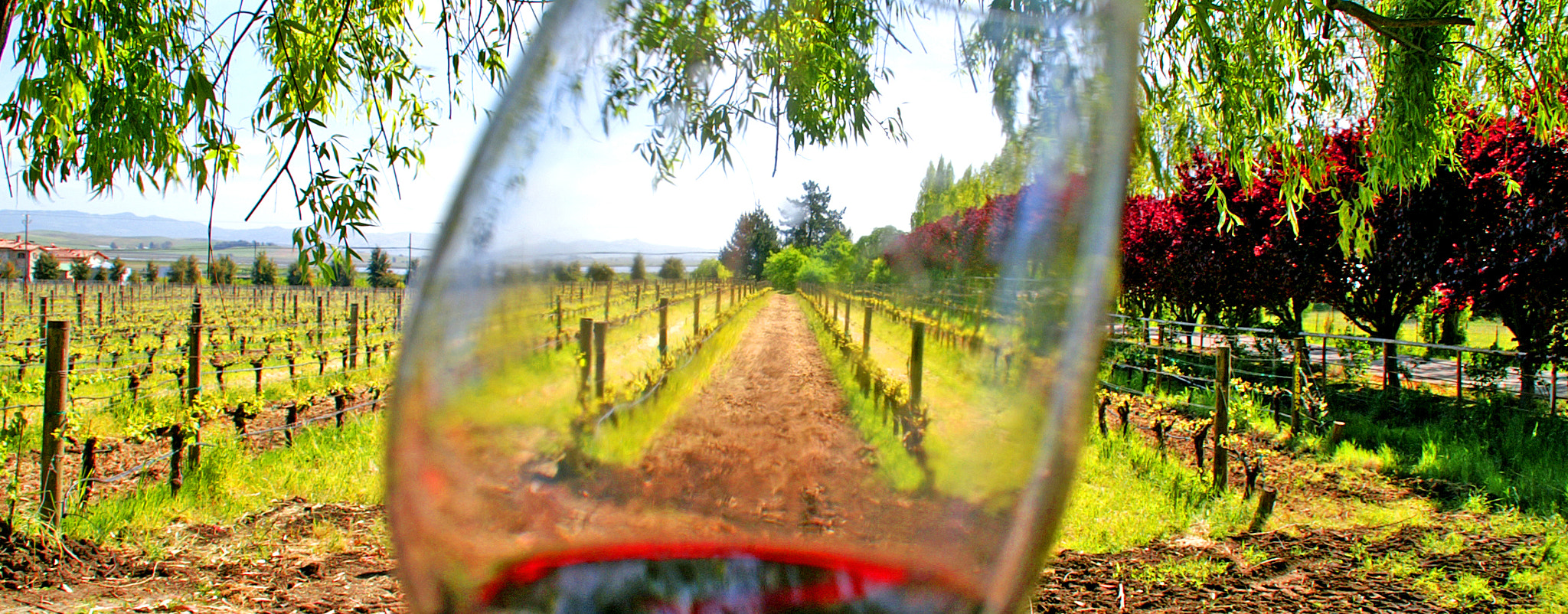 KONICA MINOLTA MAXXUM 5D sample photo. Wine goggles photography