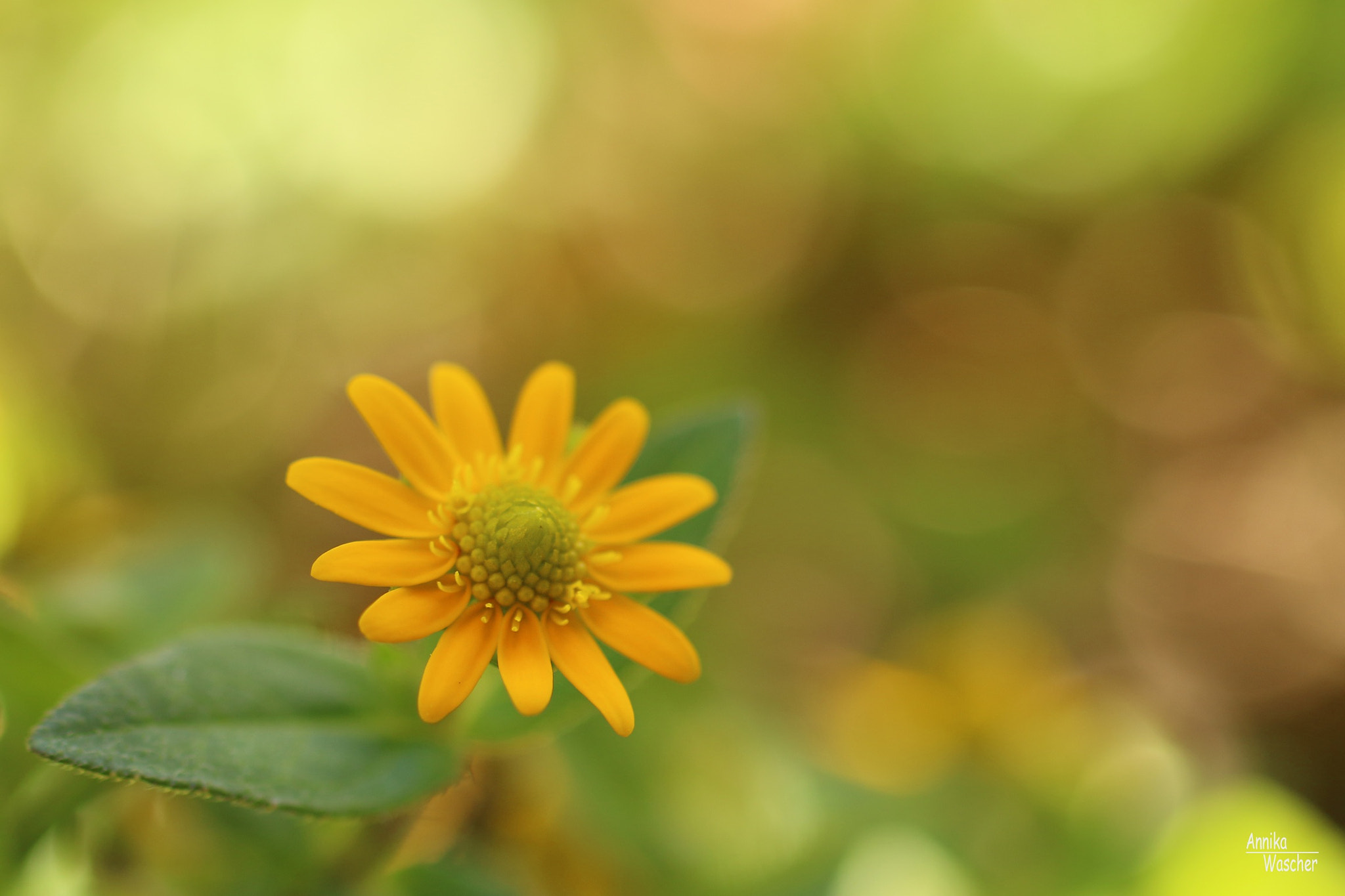 Canon EOS 70D + Sigma 18-50mm f/2.8 Macro sample photo. Summer feeling photography