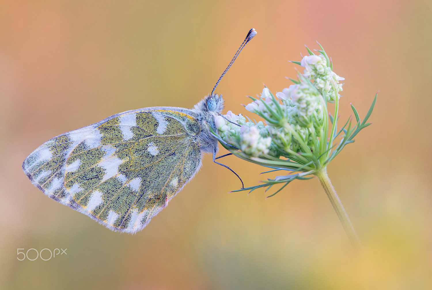 Nikon D500 + Sigma 150mm F2.8 EX DG Macro HSM sample photo. Pontia edusa photography