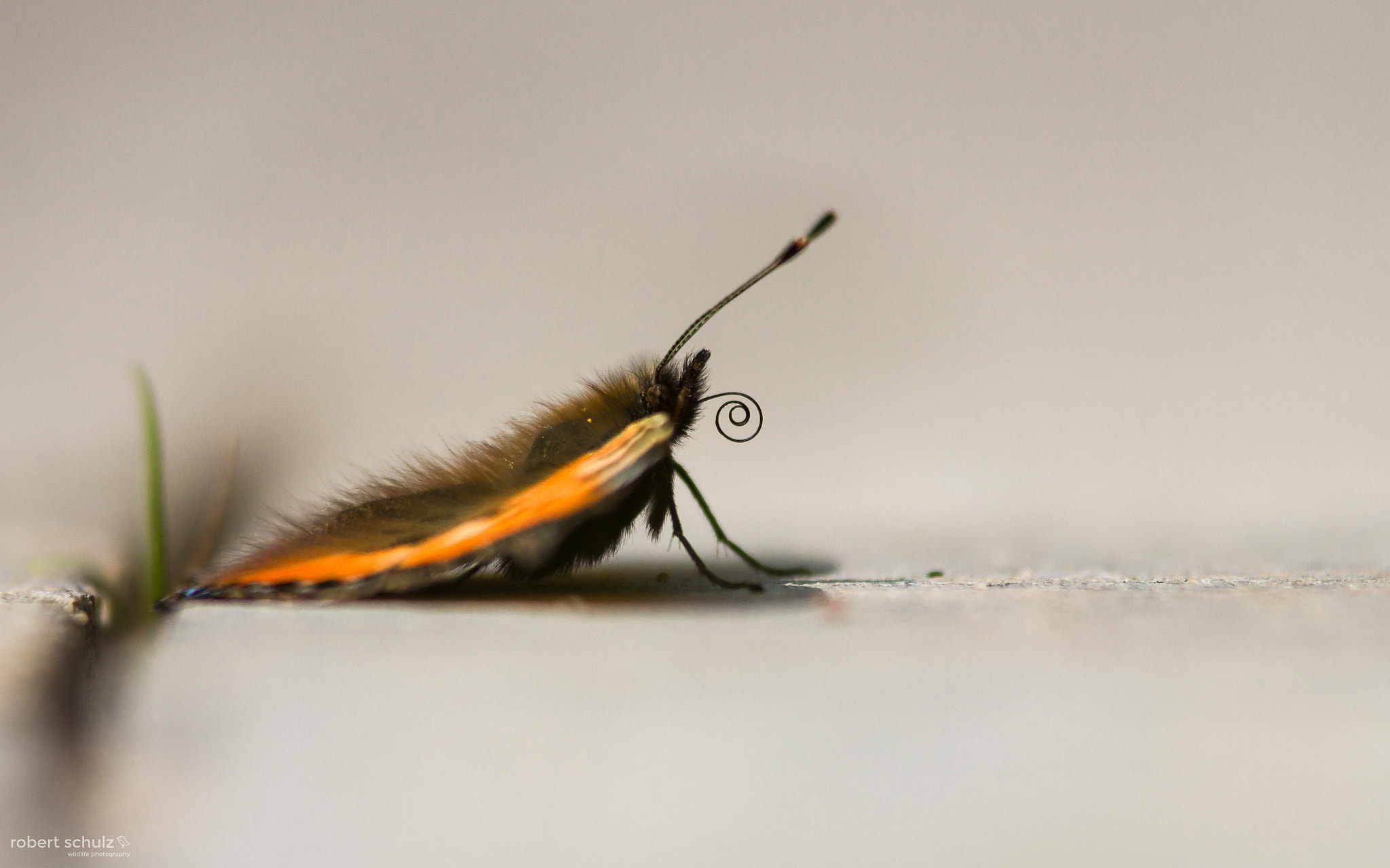 Canon EF 300mm F4L IS USM sample photo. Butterfly photography