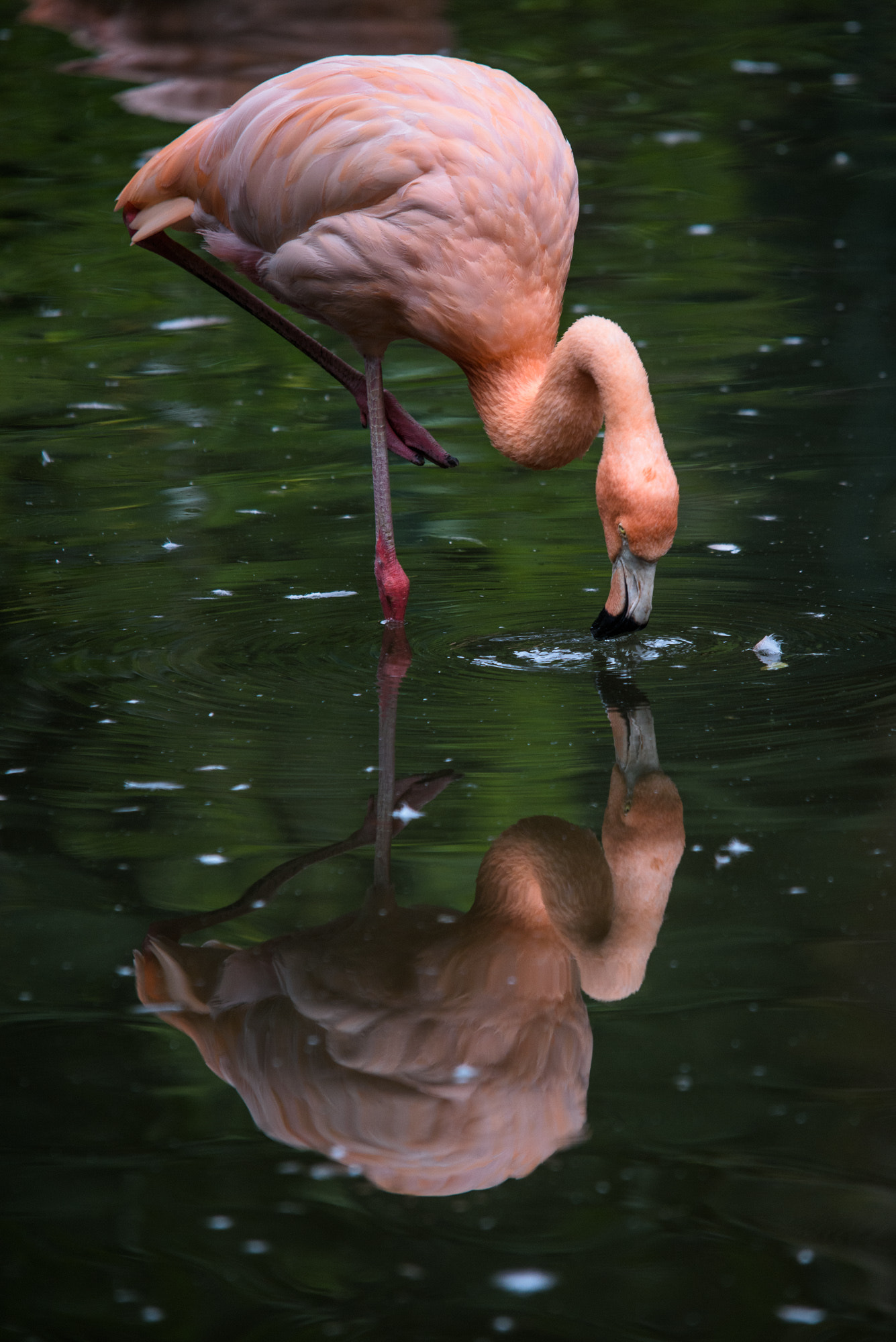 Sigma 150-500mm F5-6.3 DG OS HSM sample photo. Flamingo photography