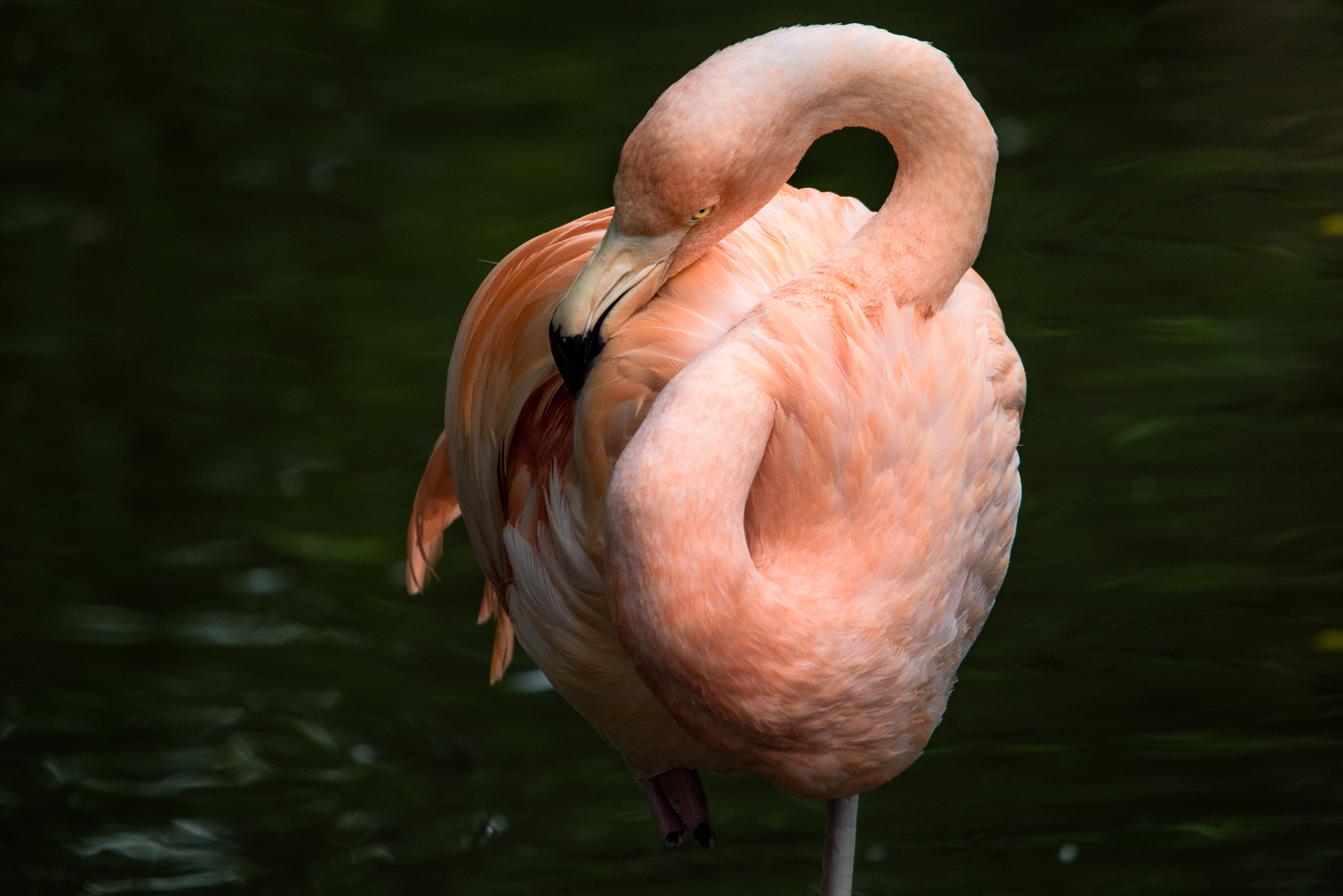 Sigma 150-500mm F5-6.3 DG OS HSM sample photo. Flamingo photography
