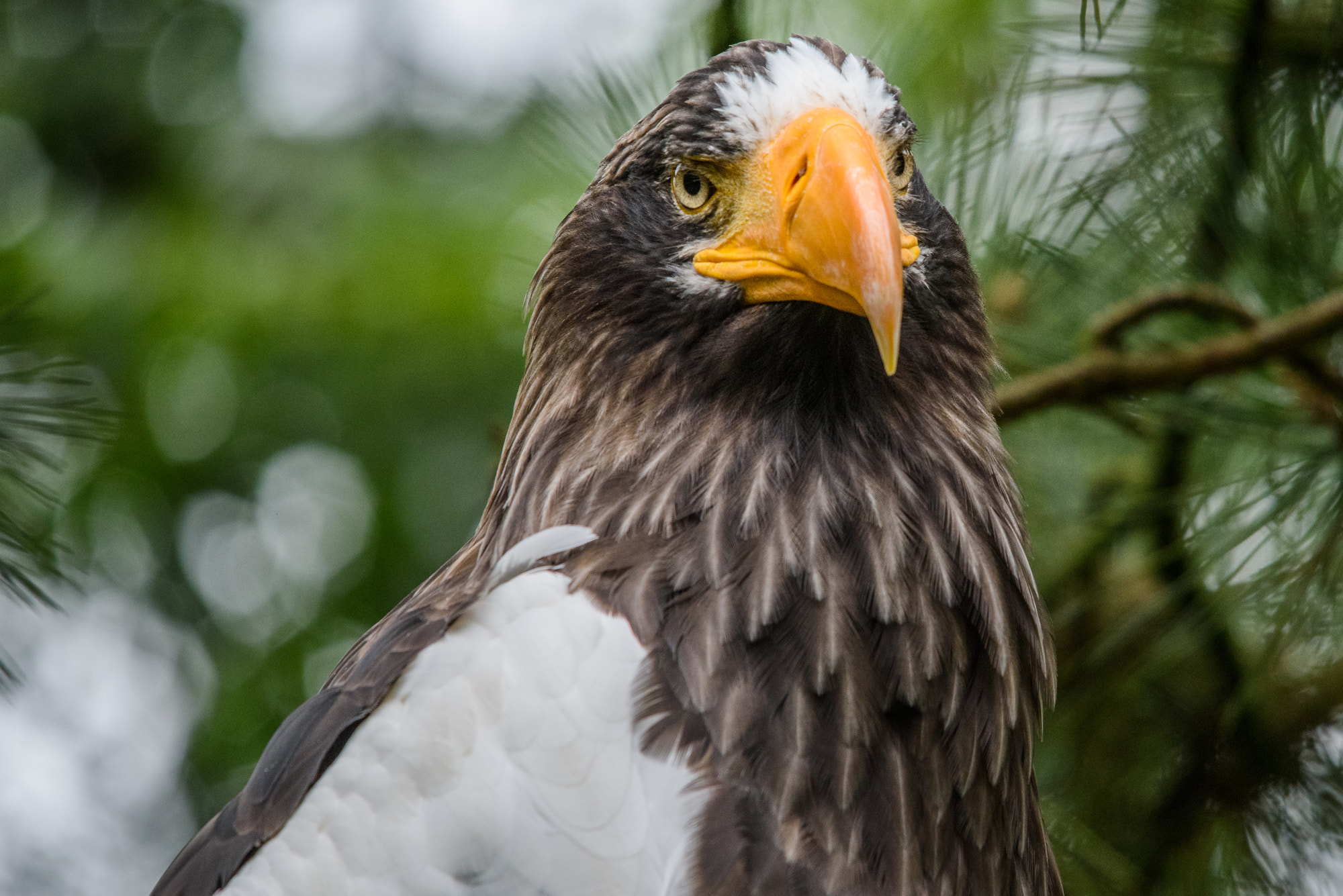 Sigma 150-500mm F5-6.3 DG OS HSM sample photo. Eagle photography