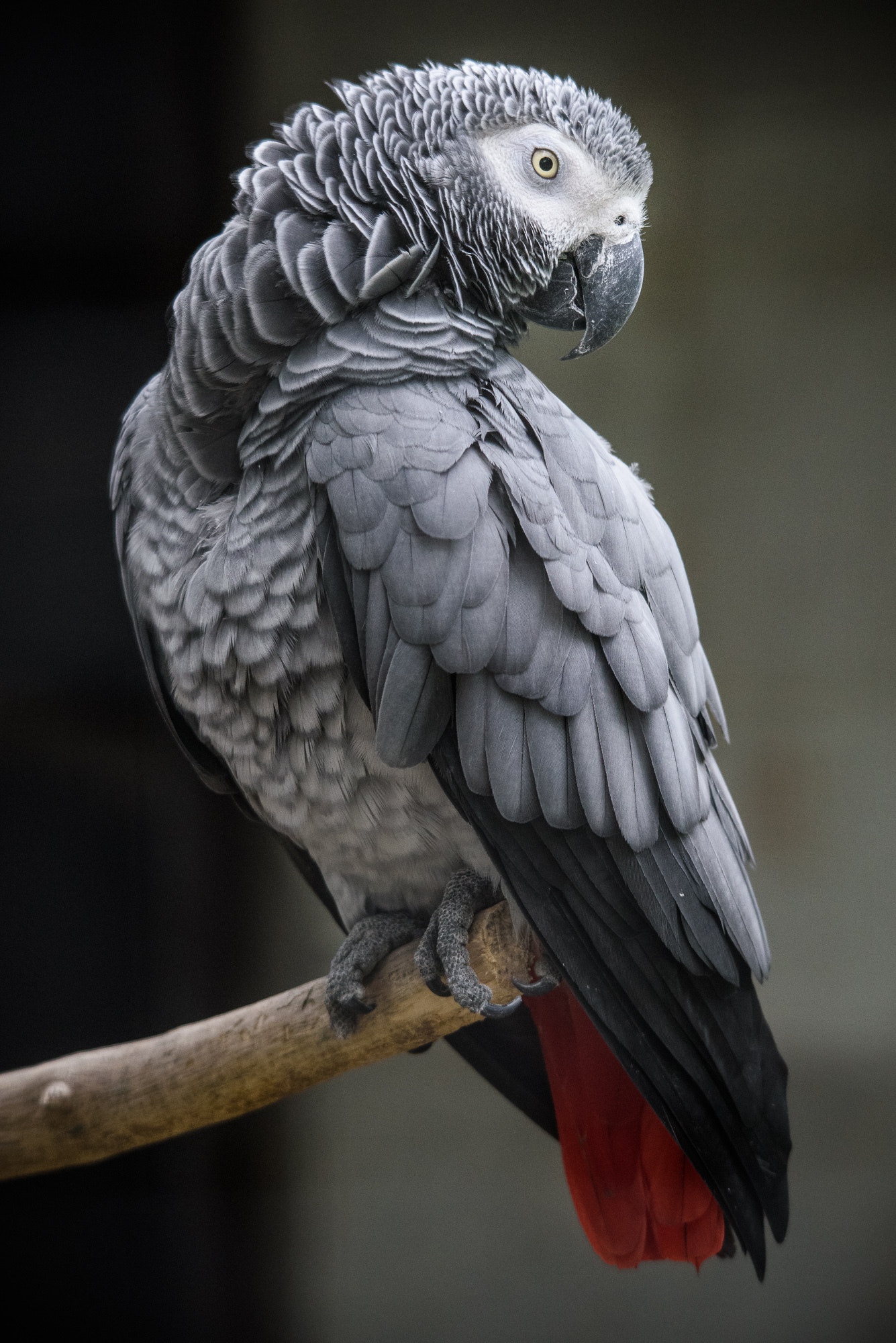 Sigma 150-500mm F5-6.3 DG OS HSM sample photo. Grey parrot photography