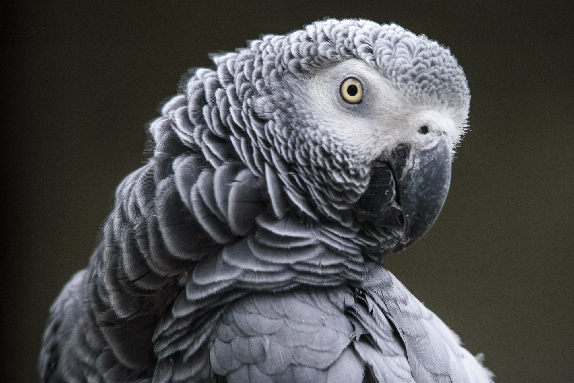 Sigma 150-500mm F5-6.3 DG OS HSM sample photo. Grey's portrait photography
