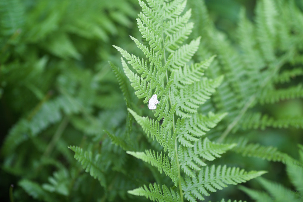 Canon EOS 60D + Canon EF 135mm F2L USM sample photo. Fern and moth photography